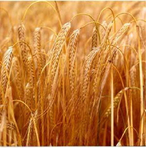 100 Common BARLEY Hordeum Vulgare Grain Grass Cover Crop Beer Seeds - Image 3