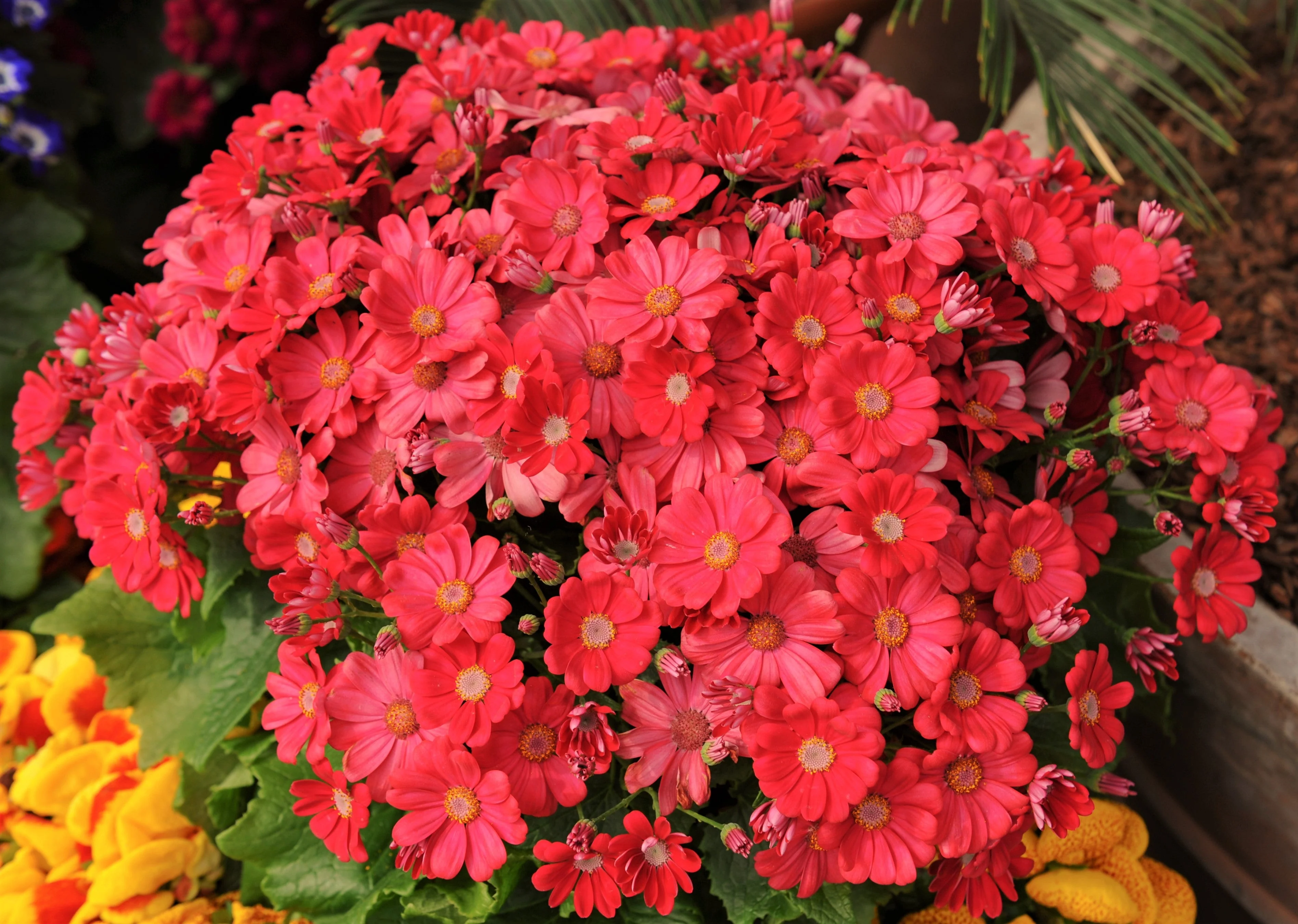 100 CRIMSON FAIRY PRIMROSE Red Primula Malacoides Baby Primrose Shade Houseplant Flower Seeds - Image 2