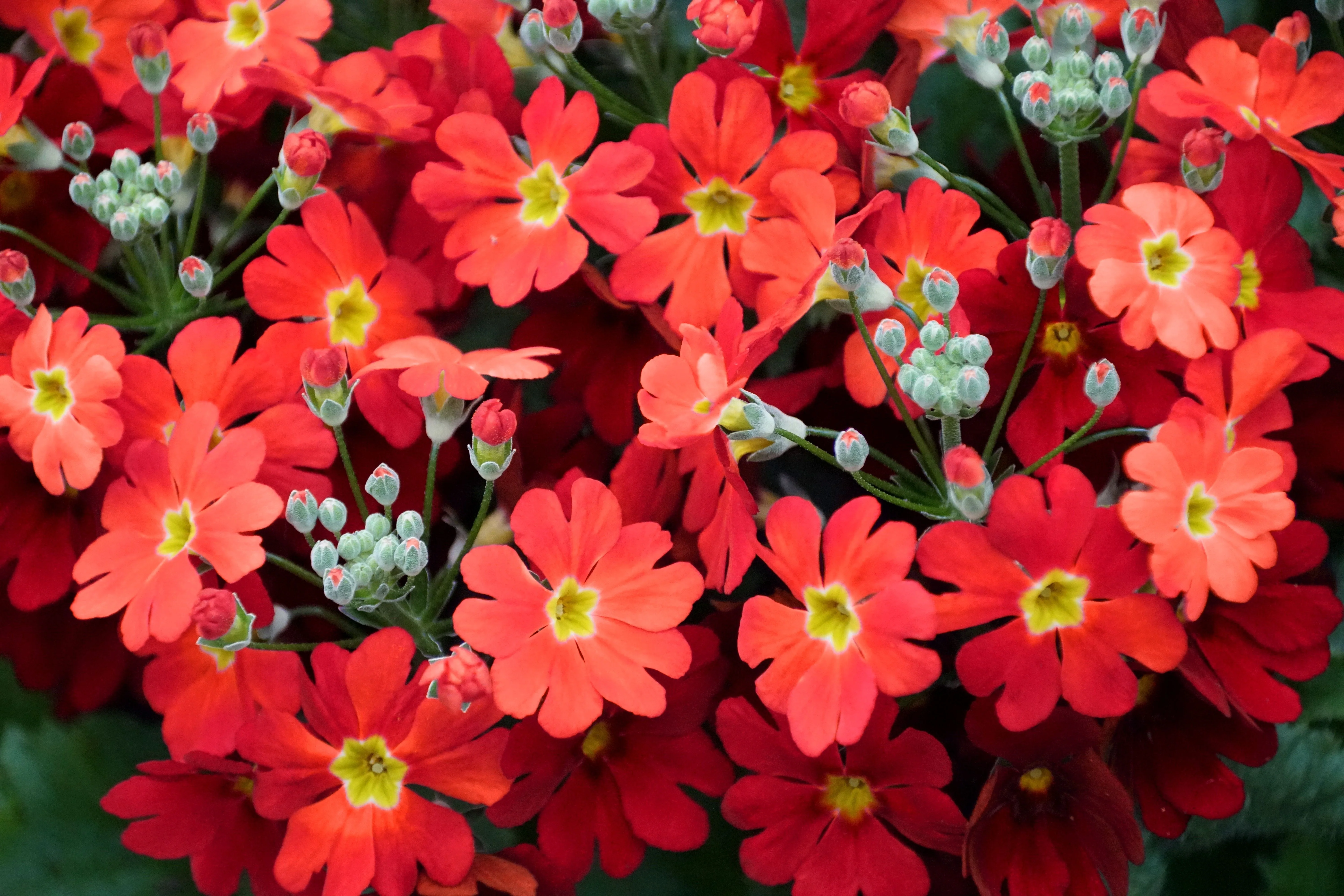 100 CRIMSON FAIRY PRIMROSE Red Primula Malacoides Baby Primrose Shade Houseplant Flower Seeds - Image 3