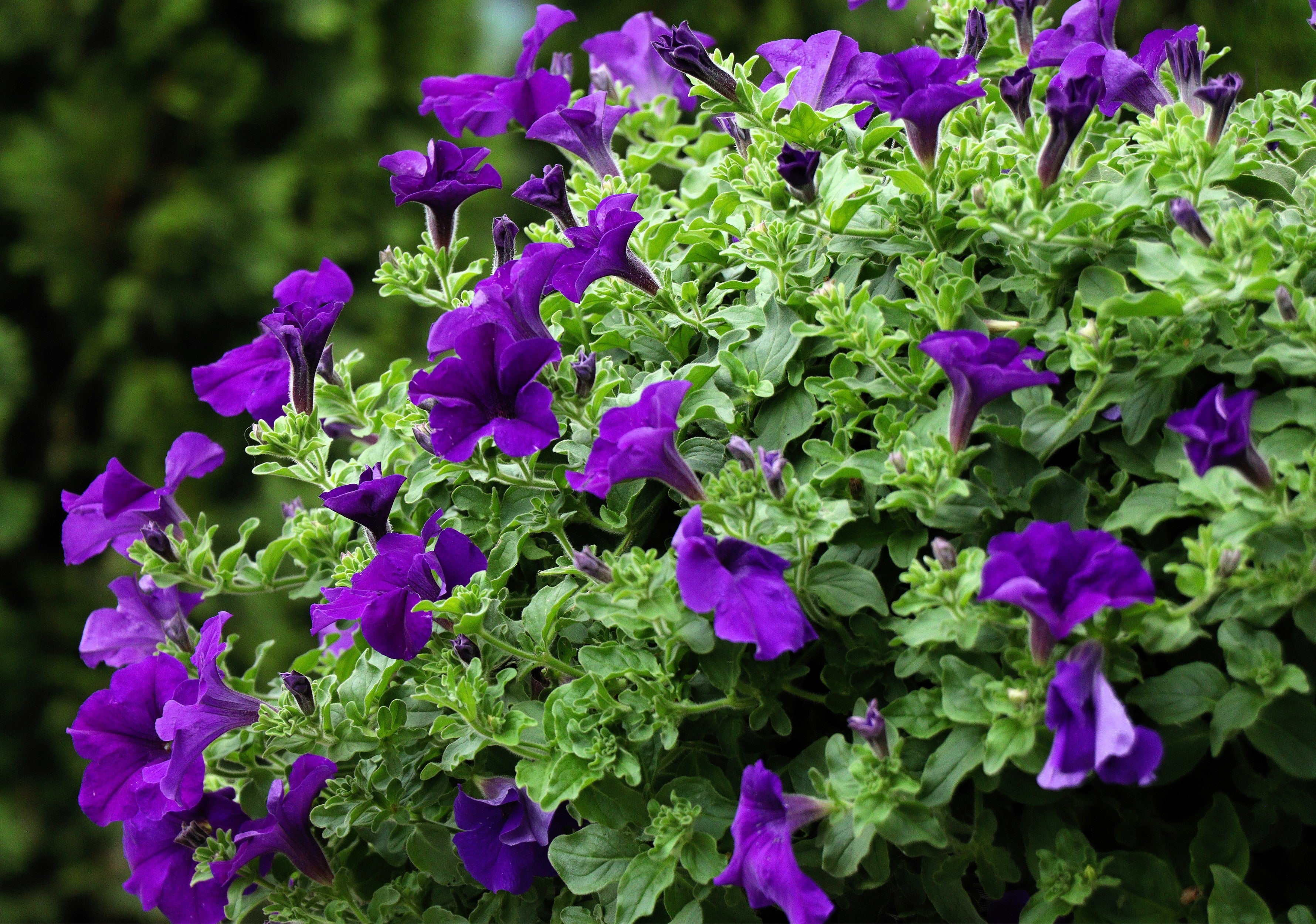 100 DWARF Alderman BLUE PETUNIA Nana Compacta Purple Flower Seeds - Image 7