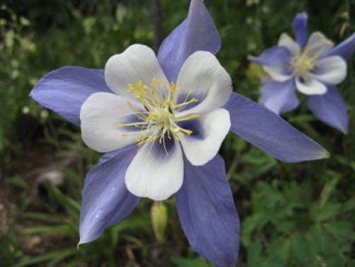 100 DWARF COLUMBINE MIX Aquilegia Vulgaris Mixed Colors Flower Seeds - Image 5