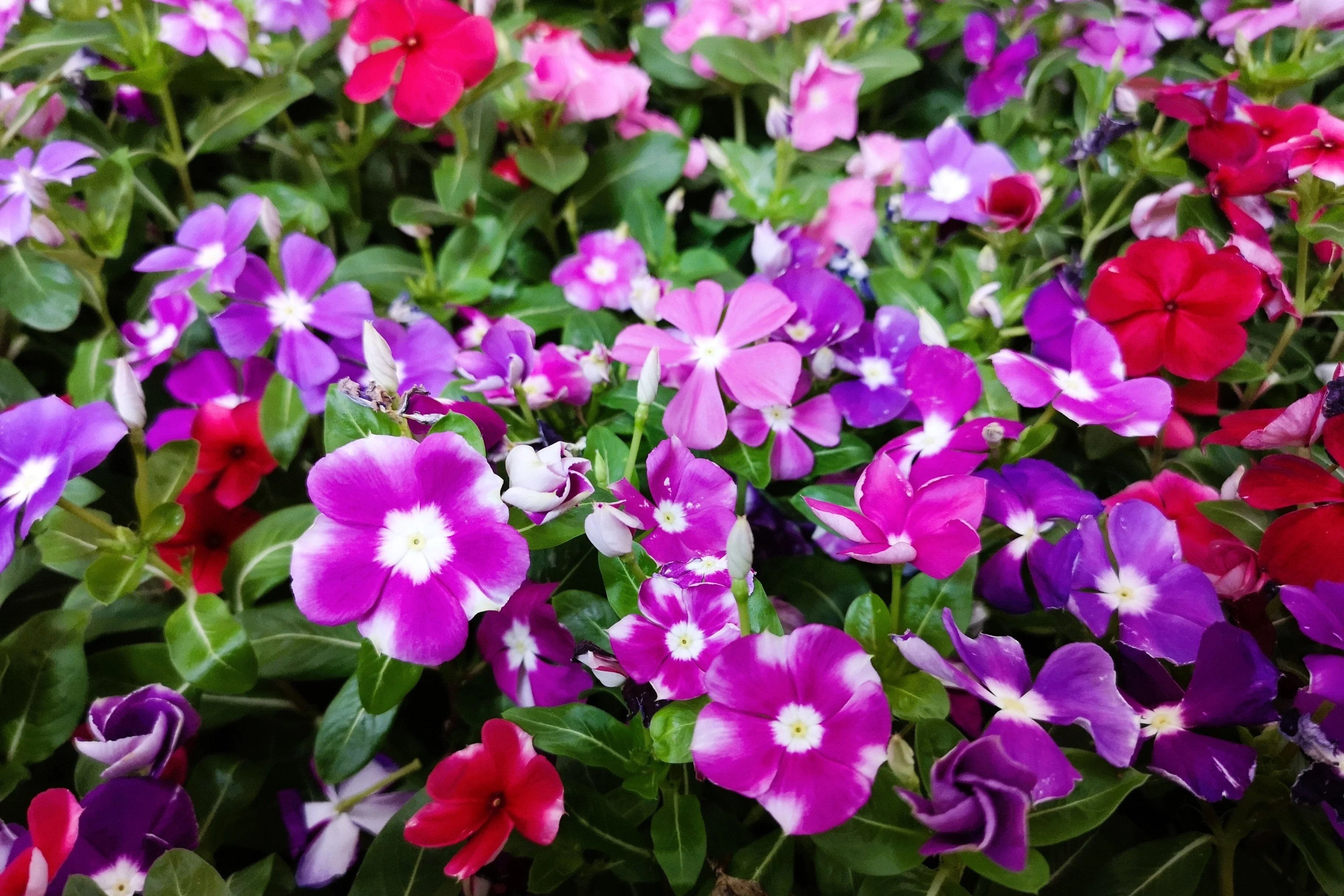 100 DWARF Little MIX PERIWINKLE / Vinca Rosea Flower Seeds - Image 14