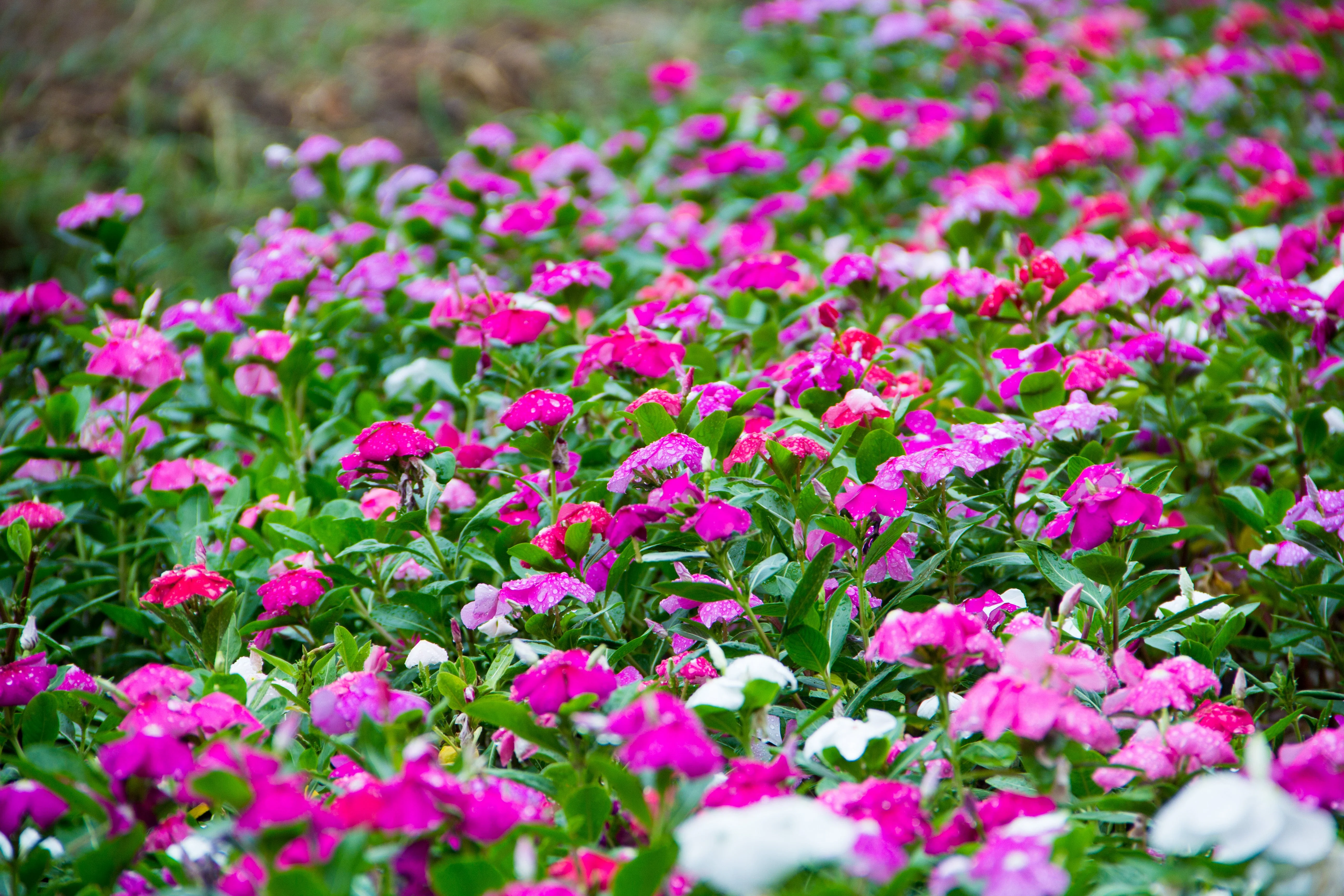 100 DWARF Little MIX PERIWINKLE / Vinca Rosea Flower Seeds - Image 5