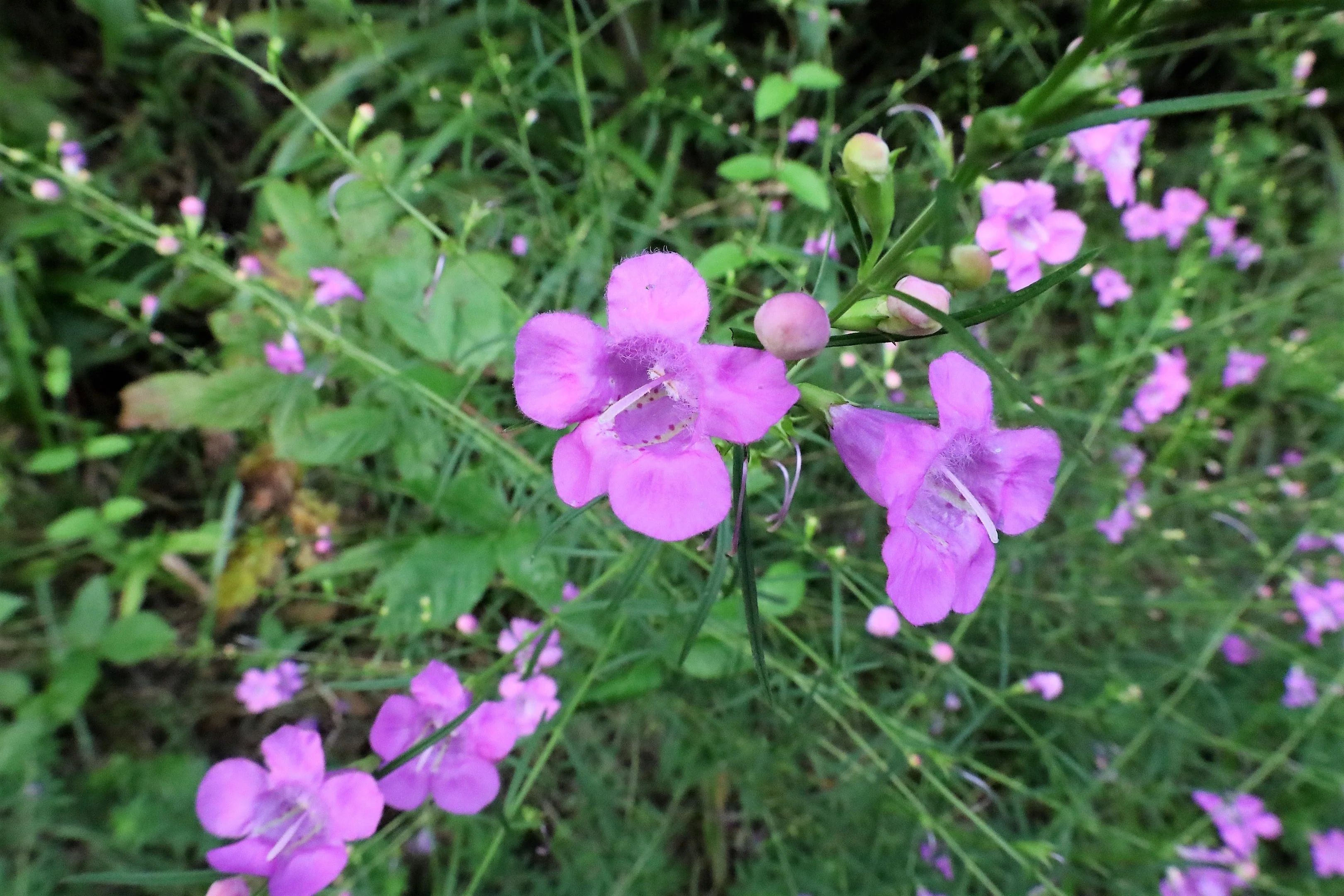 100 FALSE PURPLE FOXGLOVE Rose Gerardia Wetland Agalinis Purpurea Flower Seeds - Image 7