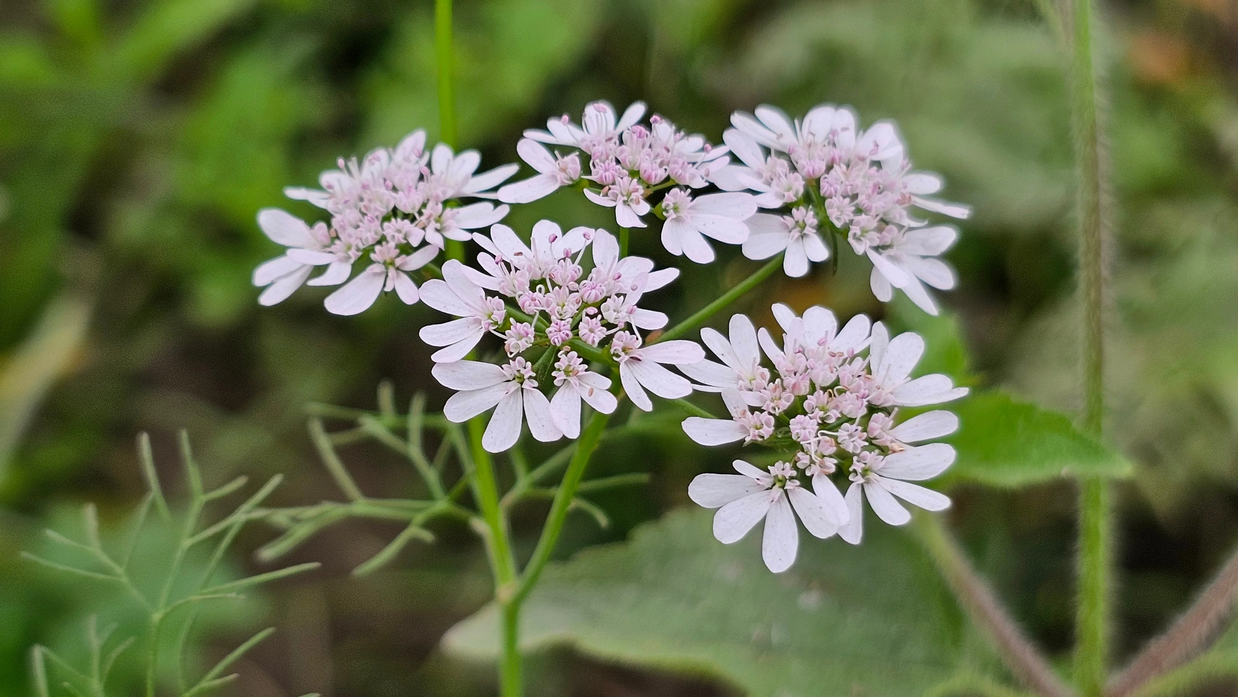 100 FIESTA Green CILANTRO / CORIANDER Coriandrum Sativum Herb Vegetable Seeds - Image 8