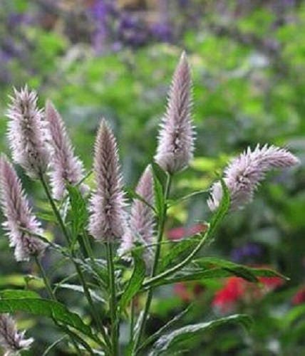 100 FLAMINGO FEATHER Wheat CELOSIA Spicata Pink & White Flower Seeds - Image 4
