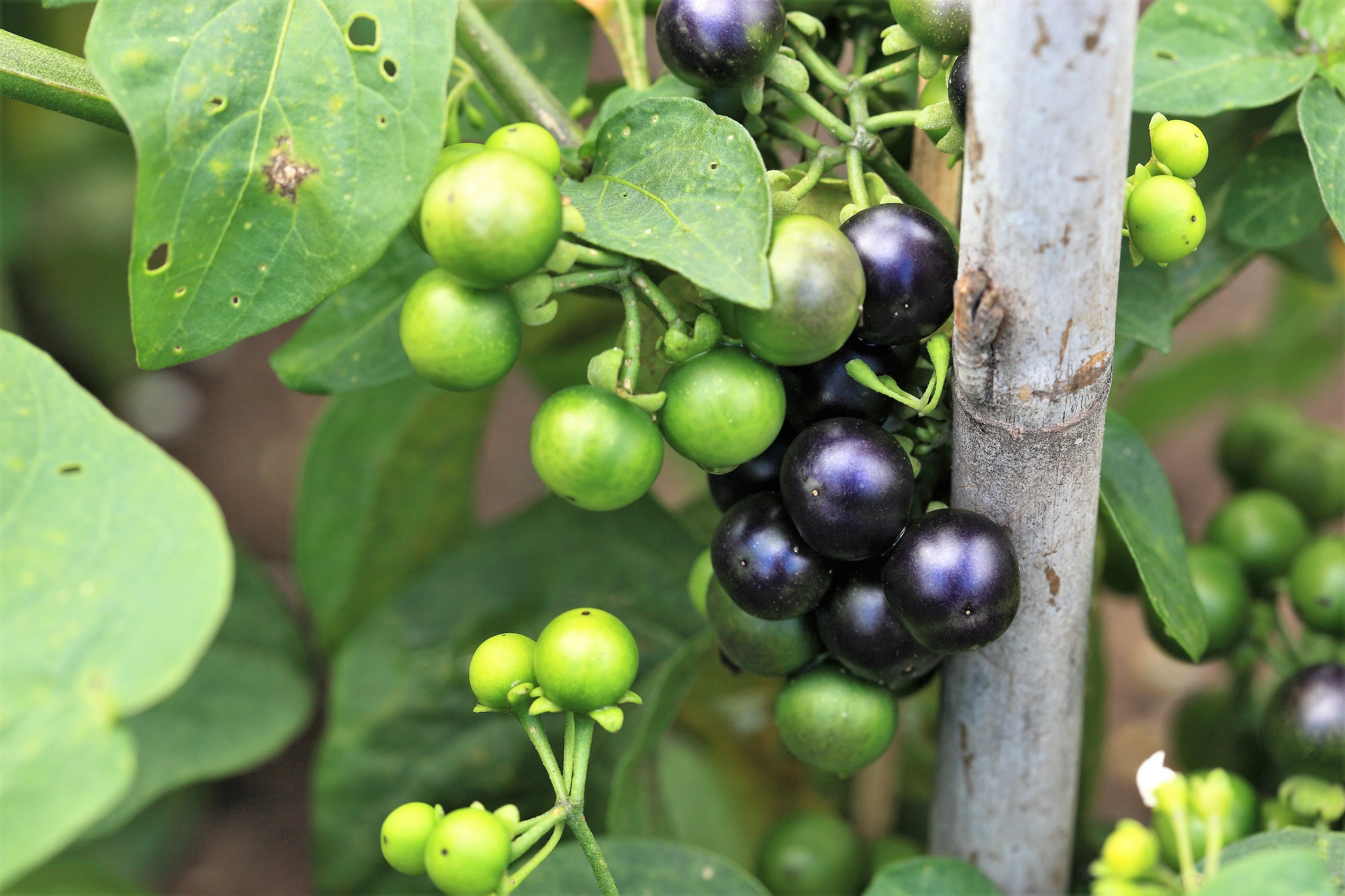 100 GARDEN HUCKLEBERRY (Ground Cherry) Solanum Melanocerasum Berry Fruit Bush Seeds - Image 3