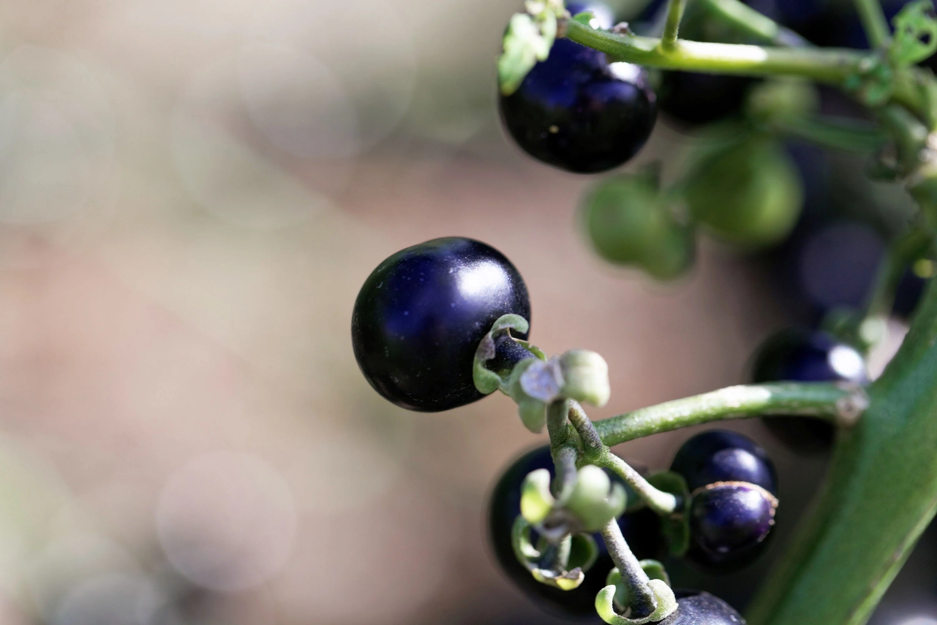 100 GARDEN HUCKLEBERRY (Ground Cherry) Solanum Melanocerasum Berry Fruit Bush Seeds - Image 5