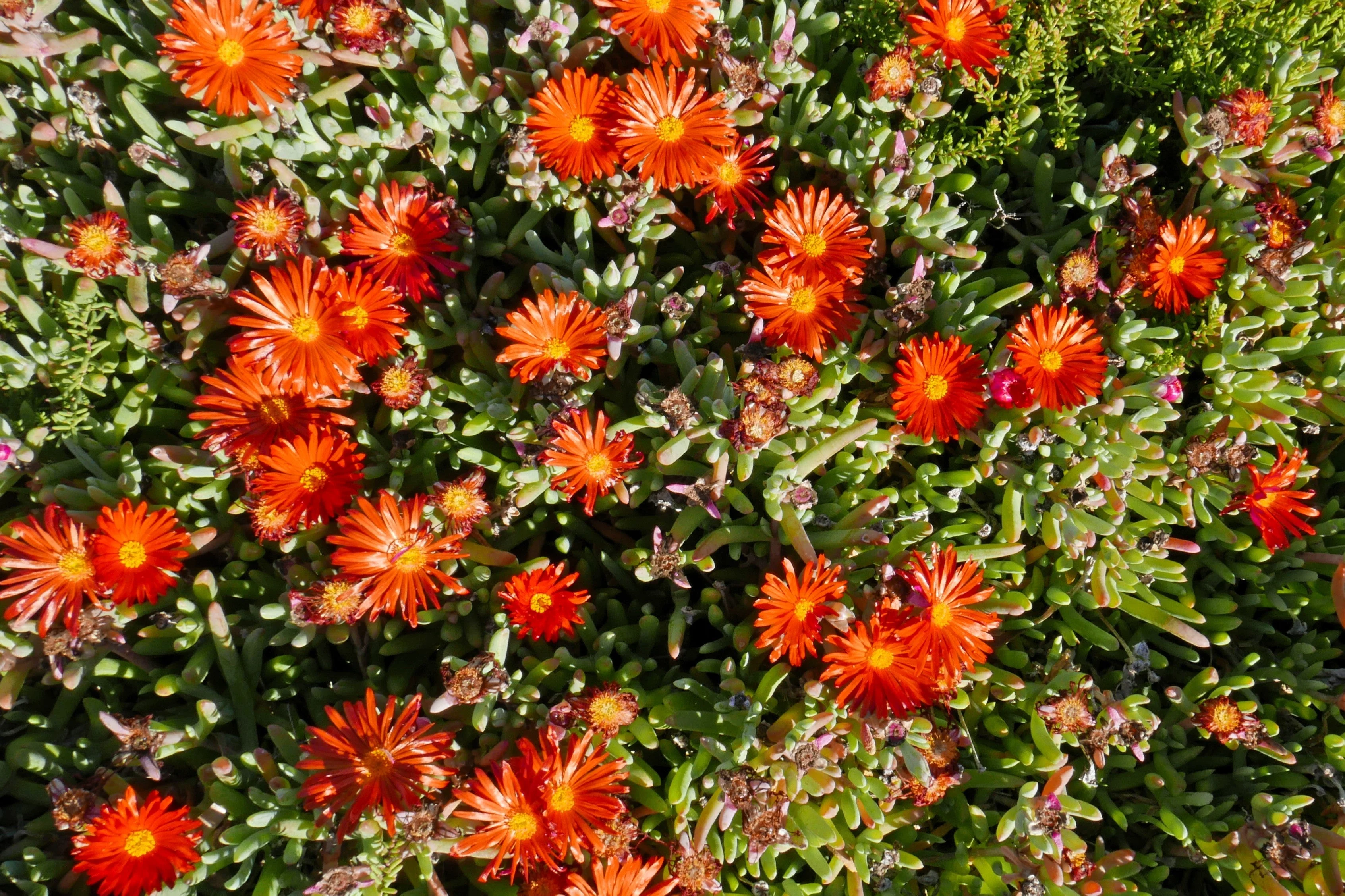 100 Gelato Bright RED ICE PLANT Mesembryanthemum Daisy Livingstone Flower Seeds - Image 11