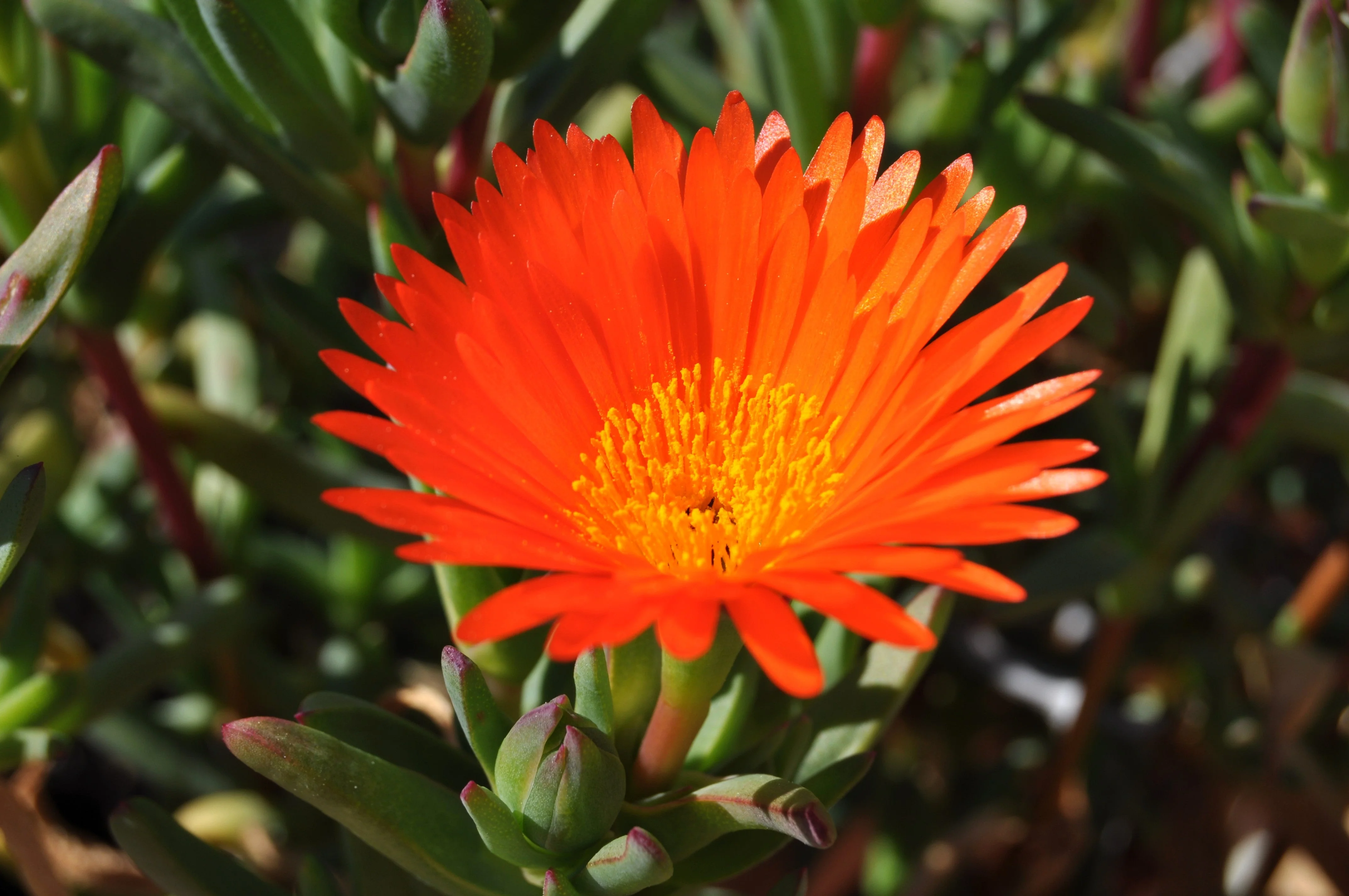 100 Gelato ORANGE ICE PLANT Mesembryanthemum Livingstone Daisy Flower Seeds - Image 4