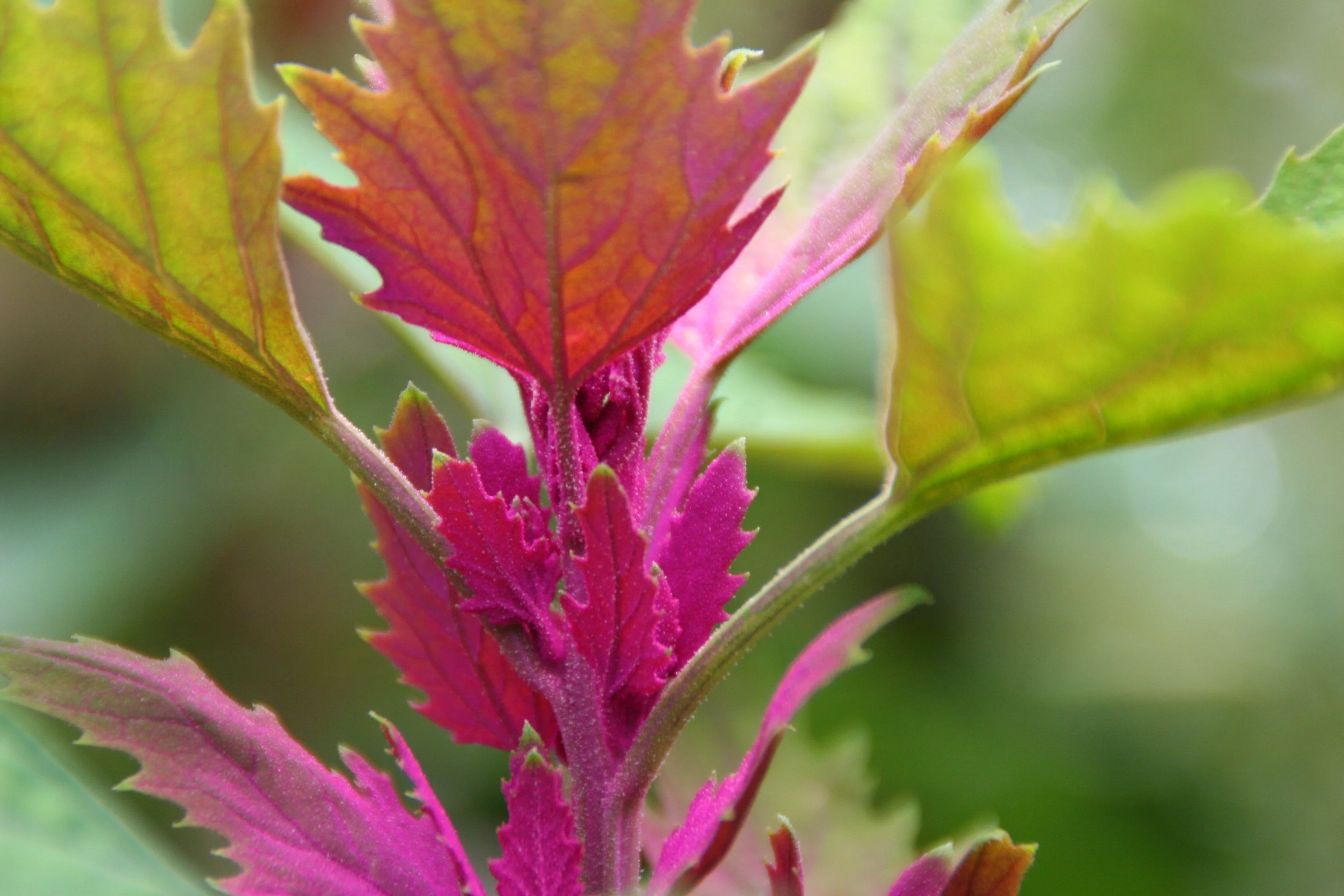 100 GIANT GOOSEFOOT Chenopodium Giganteum Purple Magenta Spreen Vegetable Seeds - Image 10