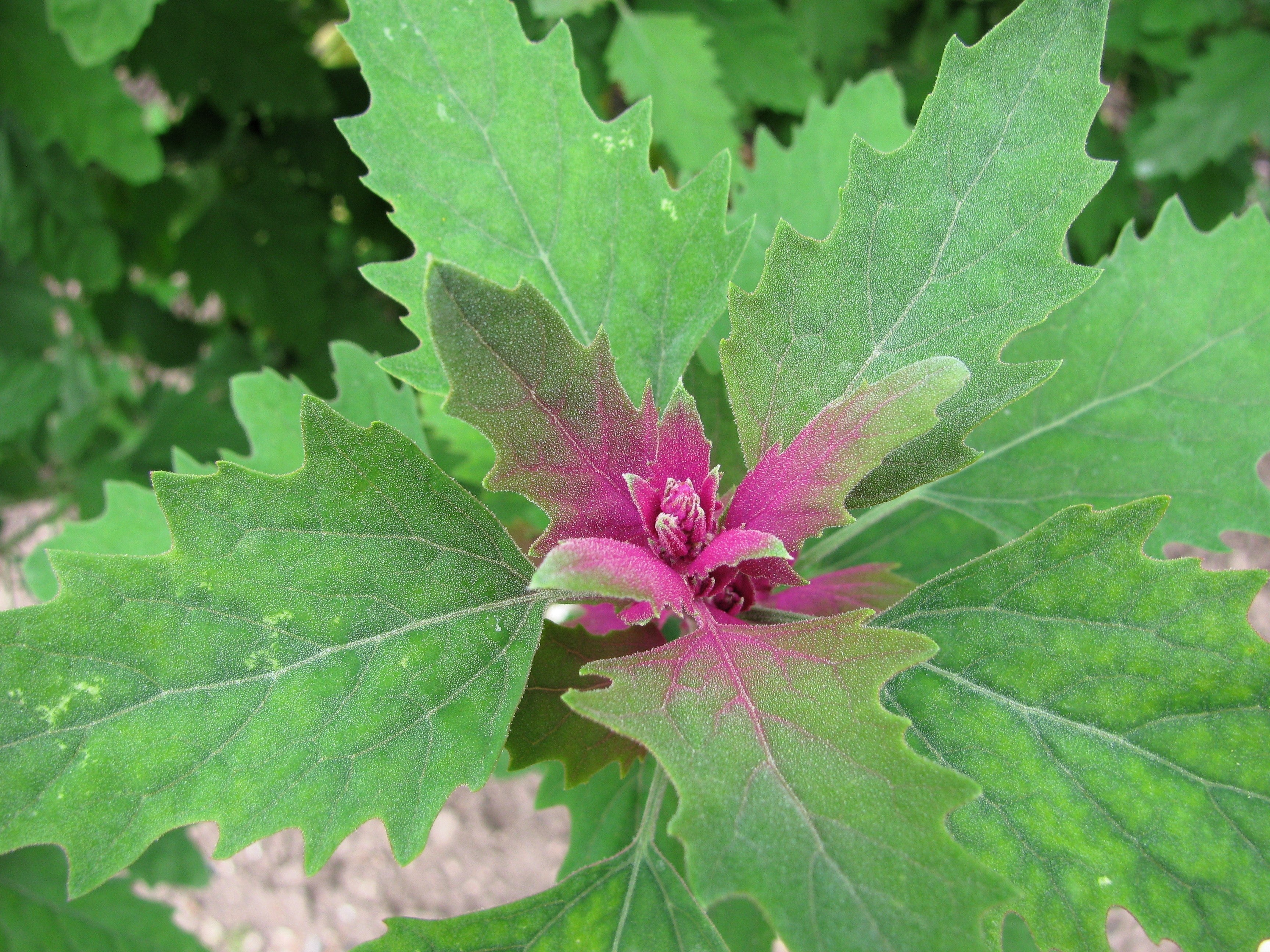 100 GIANT GOOSEFOOT Chenopodium Giganteum Purple Magenta Spreen Vegetable Seeds - Image 9