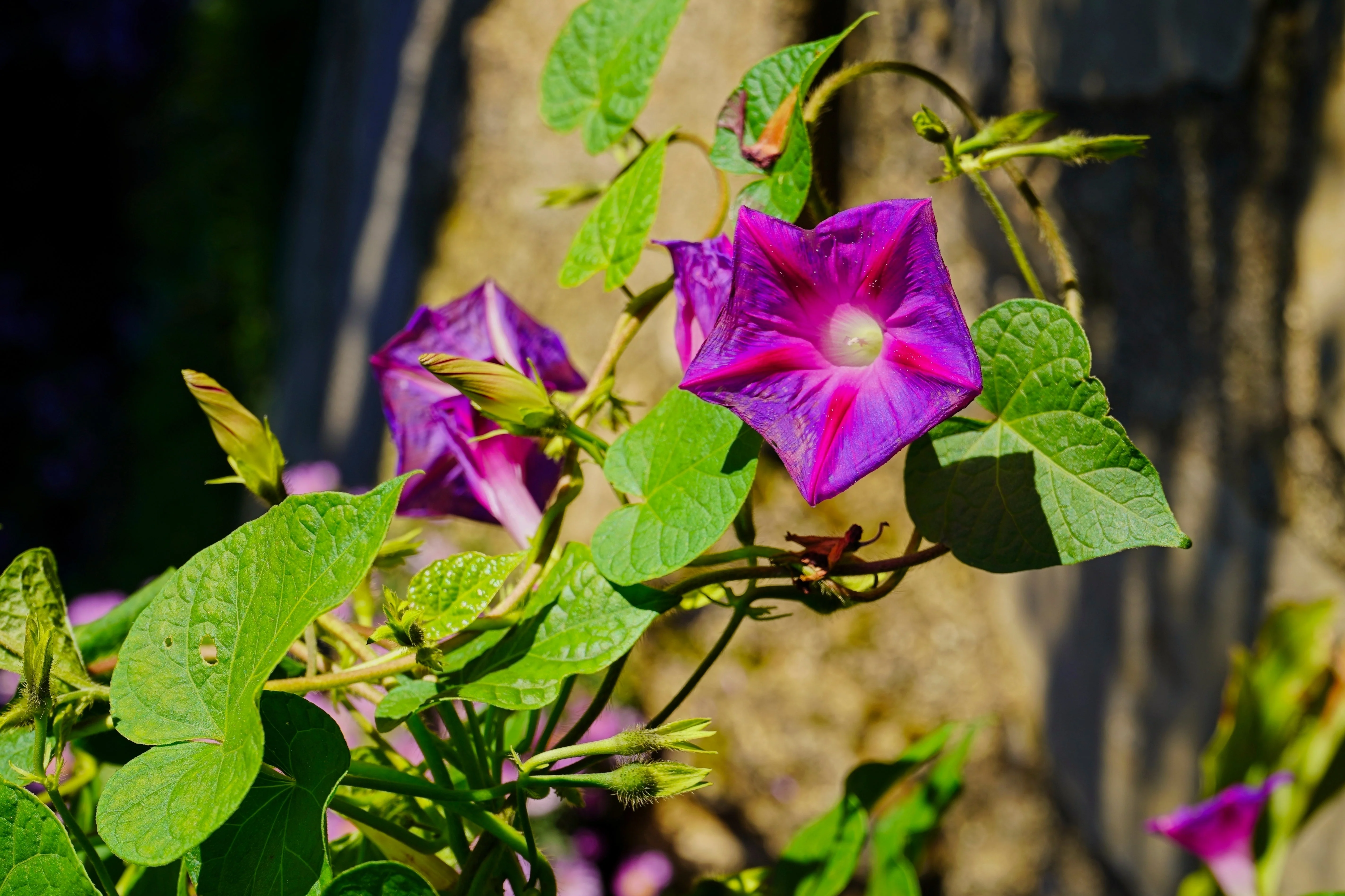 100 GRANDPA OTT MORNING GLORY Ipomoea Purpurea Flower Vine Seeds - Image 7