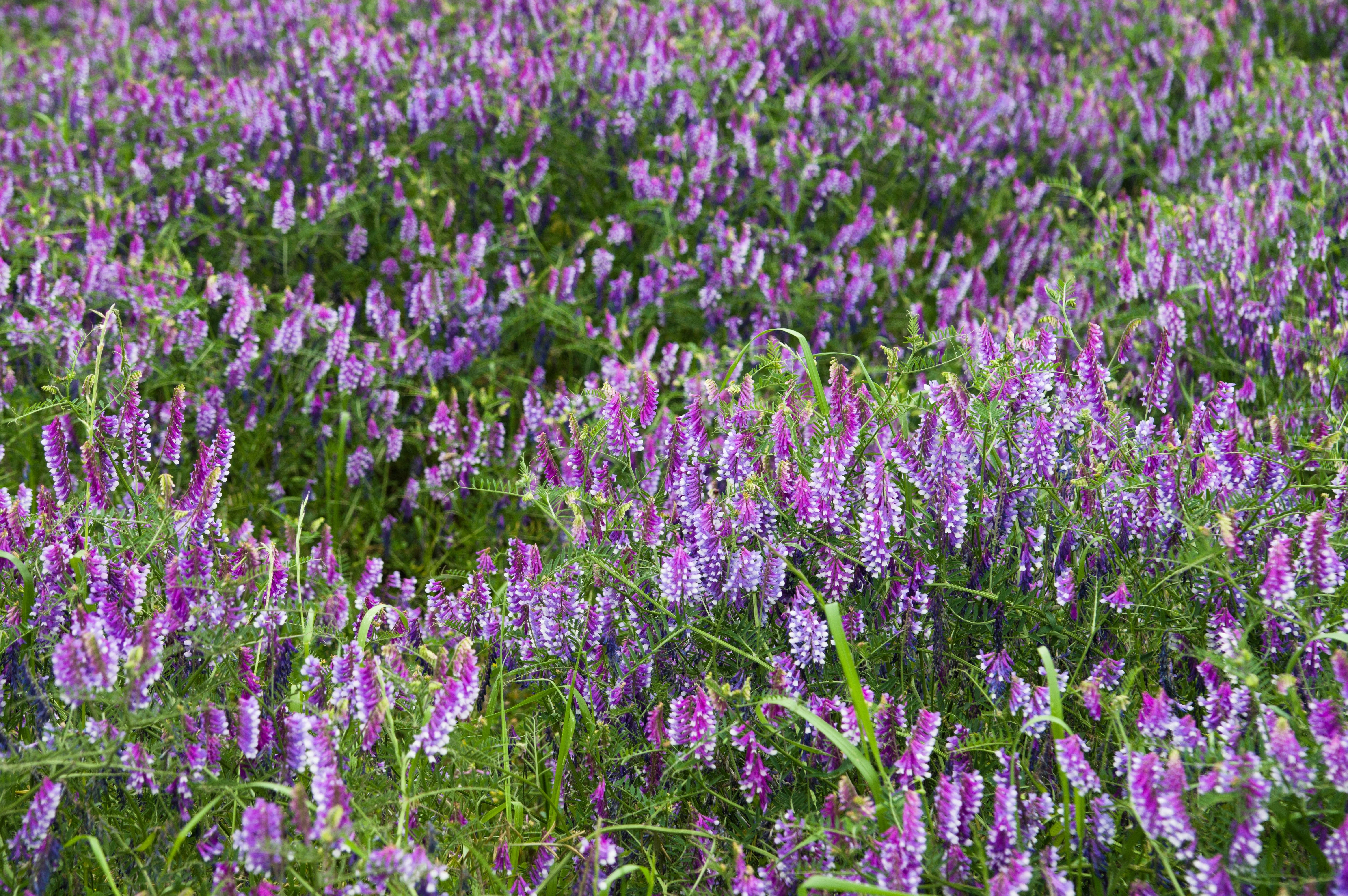 100 HAIRY CROWN VETCH (Russian Vetch) Vicia Villosa Flower Vine Seeds - Image 4