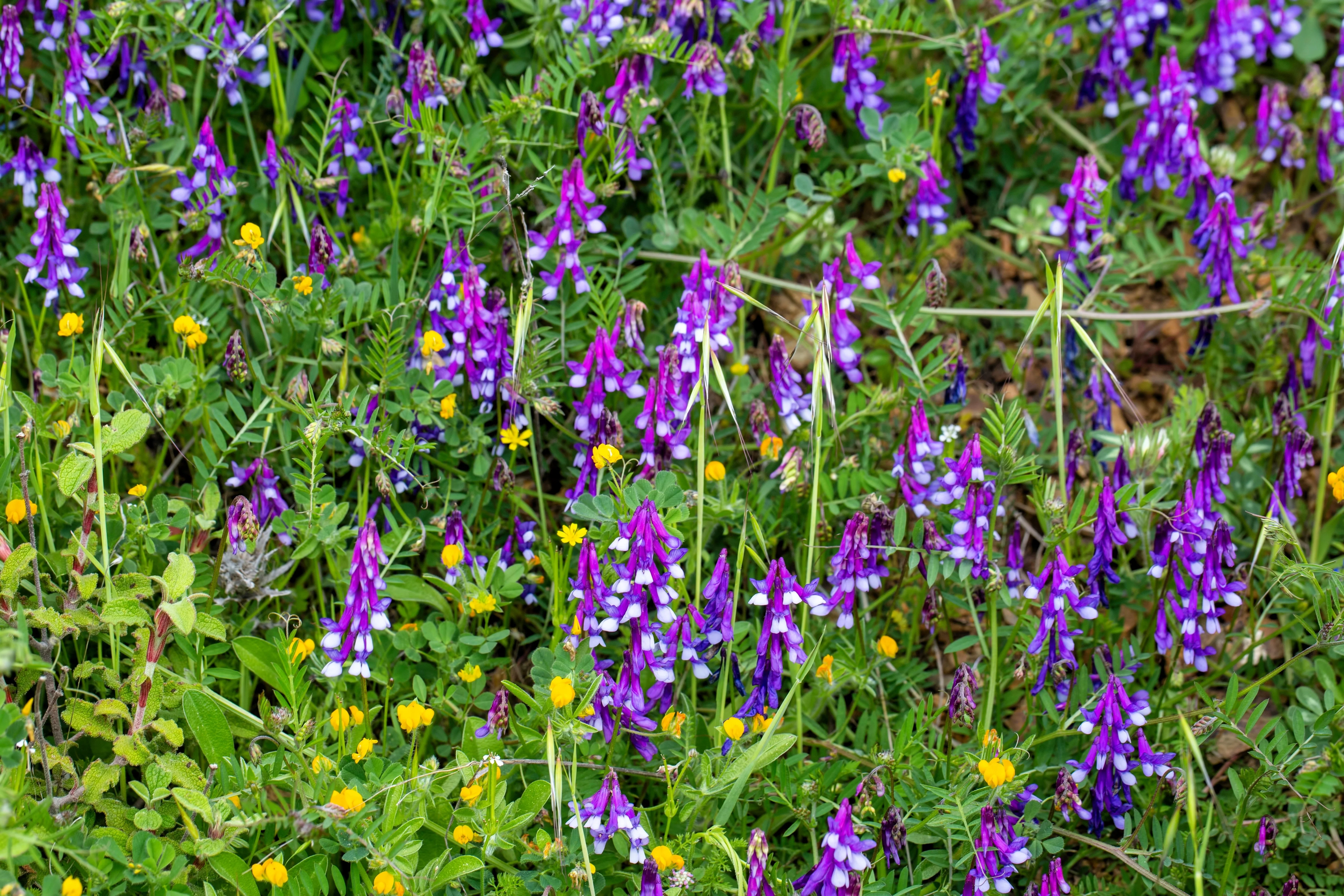 100 HAIRY CROWN VETCH (Russian Vetch) Vicia Villosa Flower Vine Seeds - Image 5