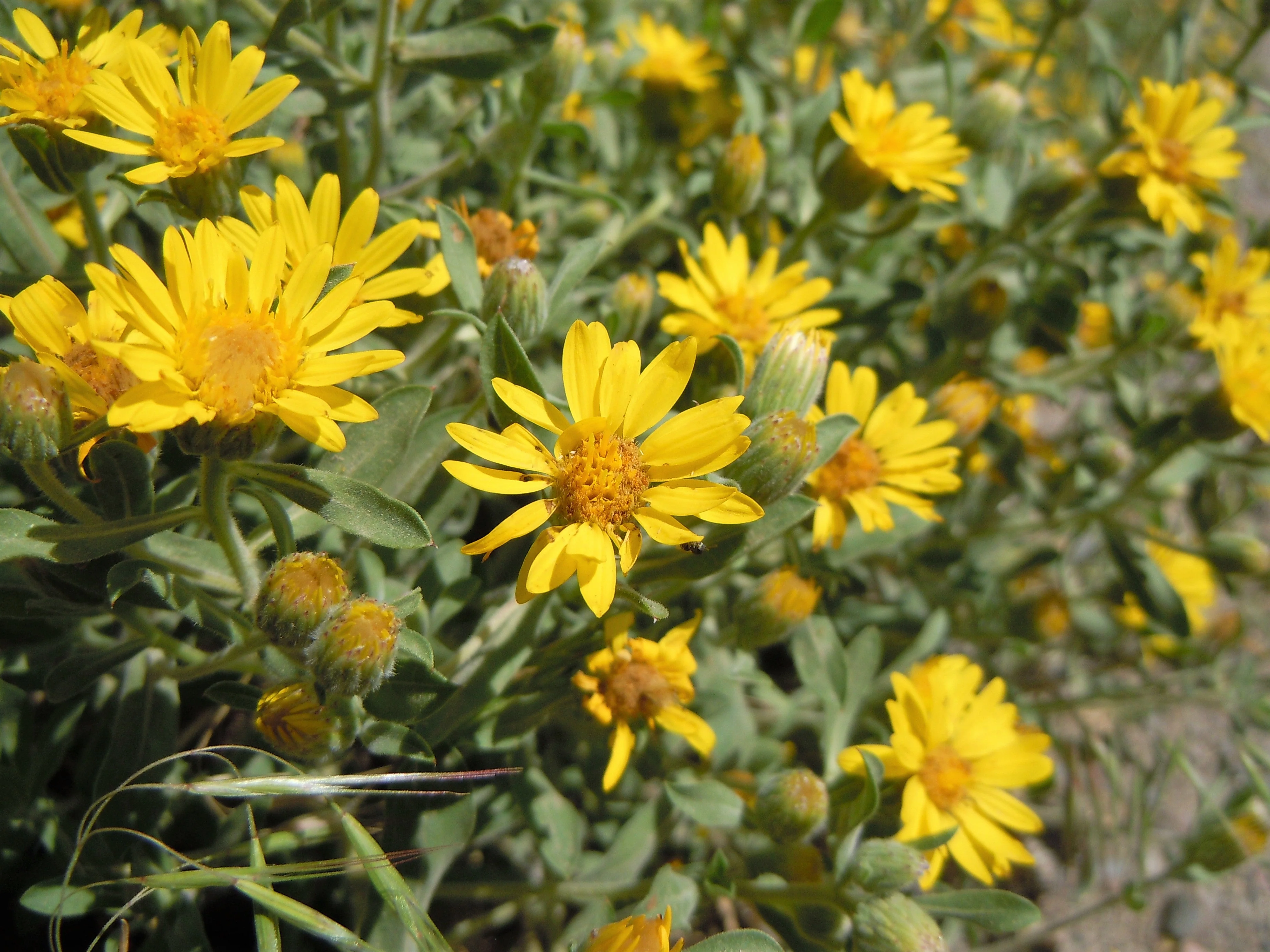 100 HAIRY GOLDEN ASTER Chrysopsis Heterotheca Villosa Herb Yellow Flower Seeds - Image 9