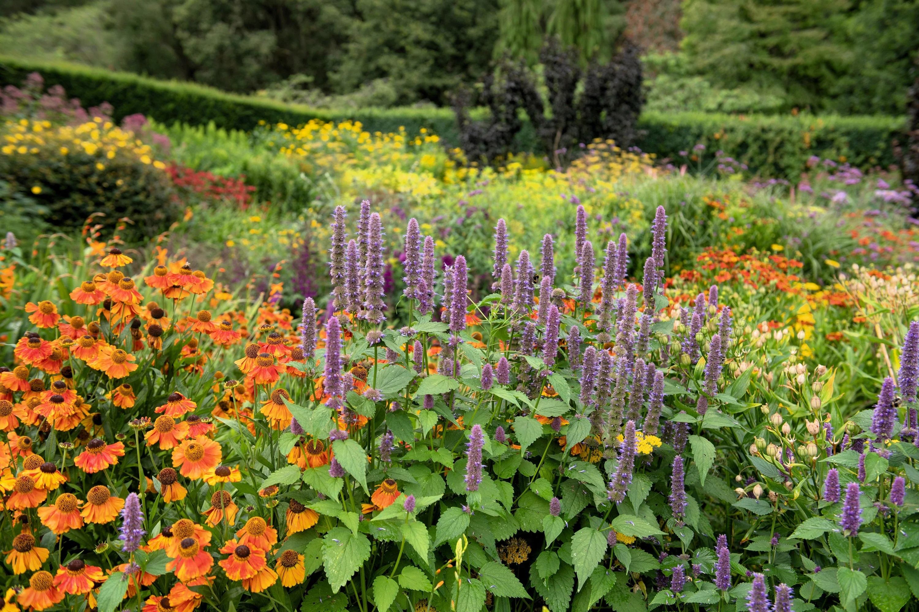 100 HELENIUM ' AUTUMN LEAVES ' Mix Helenium Autumnale Sneezeweed Mixed Colors Flower Seeds - Image 13