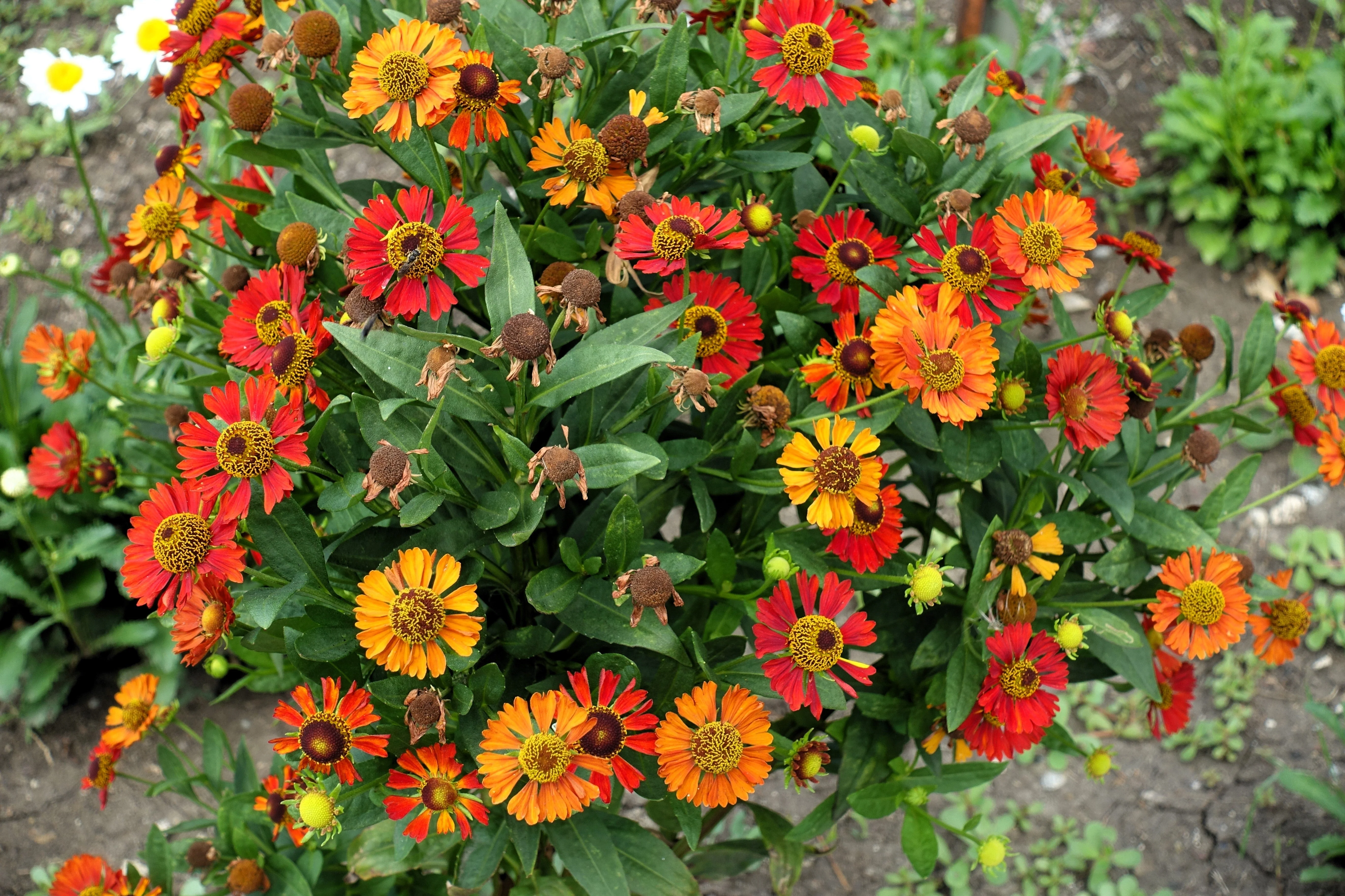 100 HELENIUM ' AUTUMN LEAVES ' Mix Helenium Autumnale Sneezeweed Mixed Colors Flower Seeds - Image 2