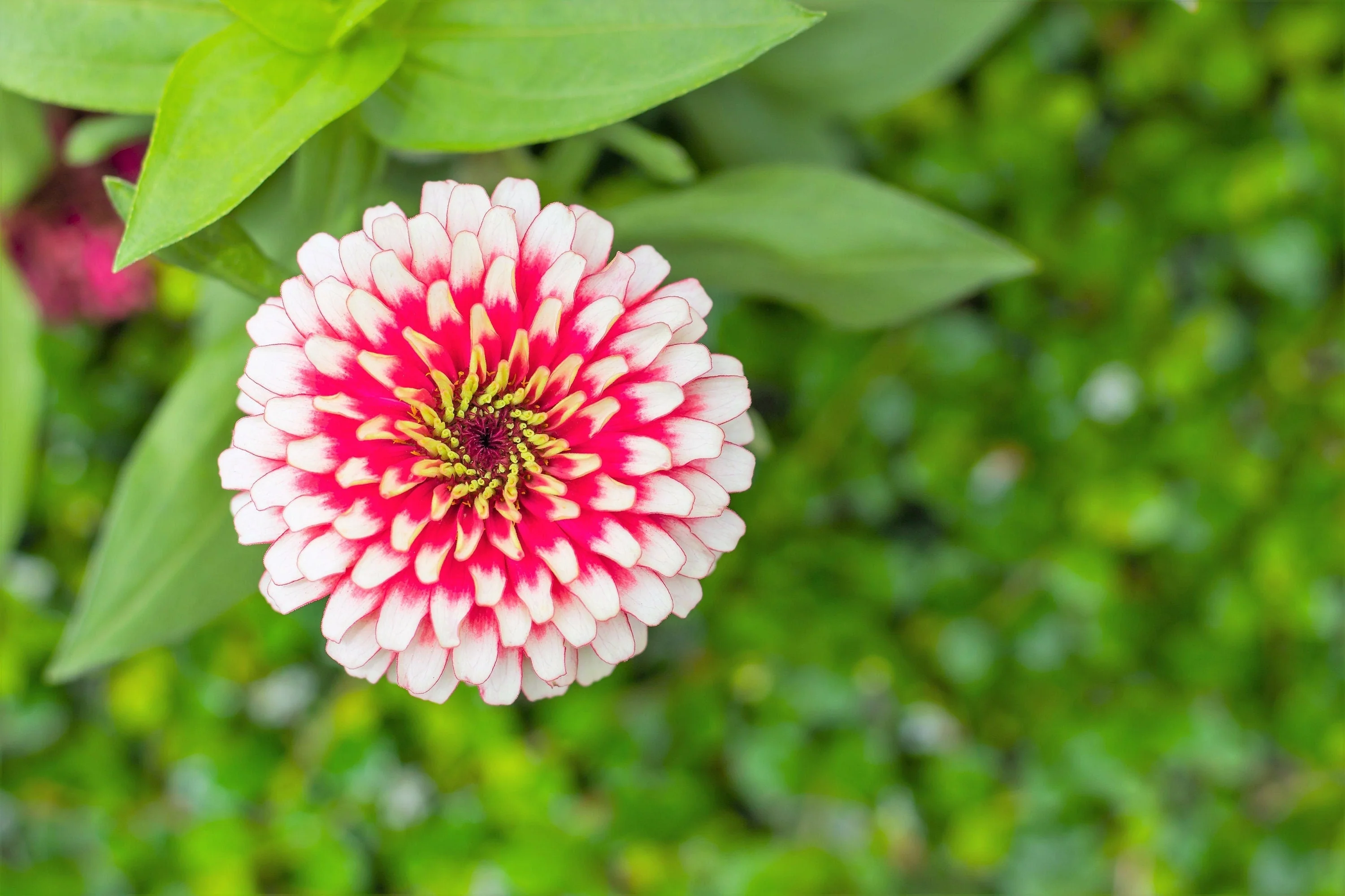 100 ICE QUEEN ZINNIA Elegans Bicolor Double Pink Red White Flower Seeds - Image 2