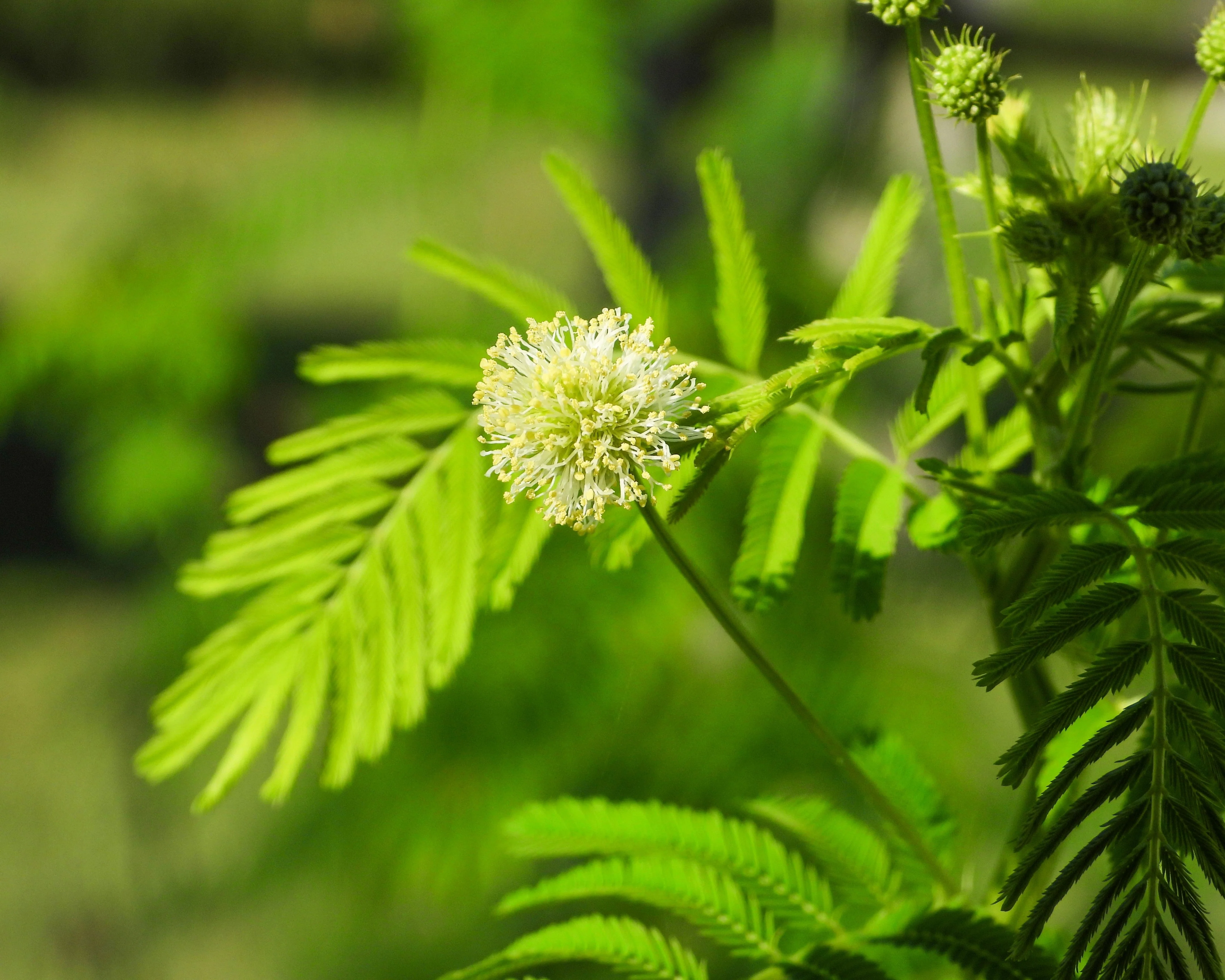 100 ILLINOIS BUNDLEFLOWER Prairie Mimosa Desmanthus Illinoensis Flower Seeds - Image 4