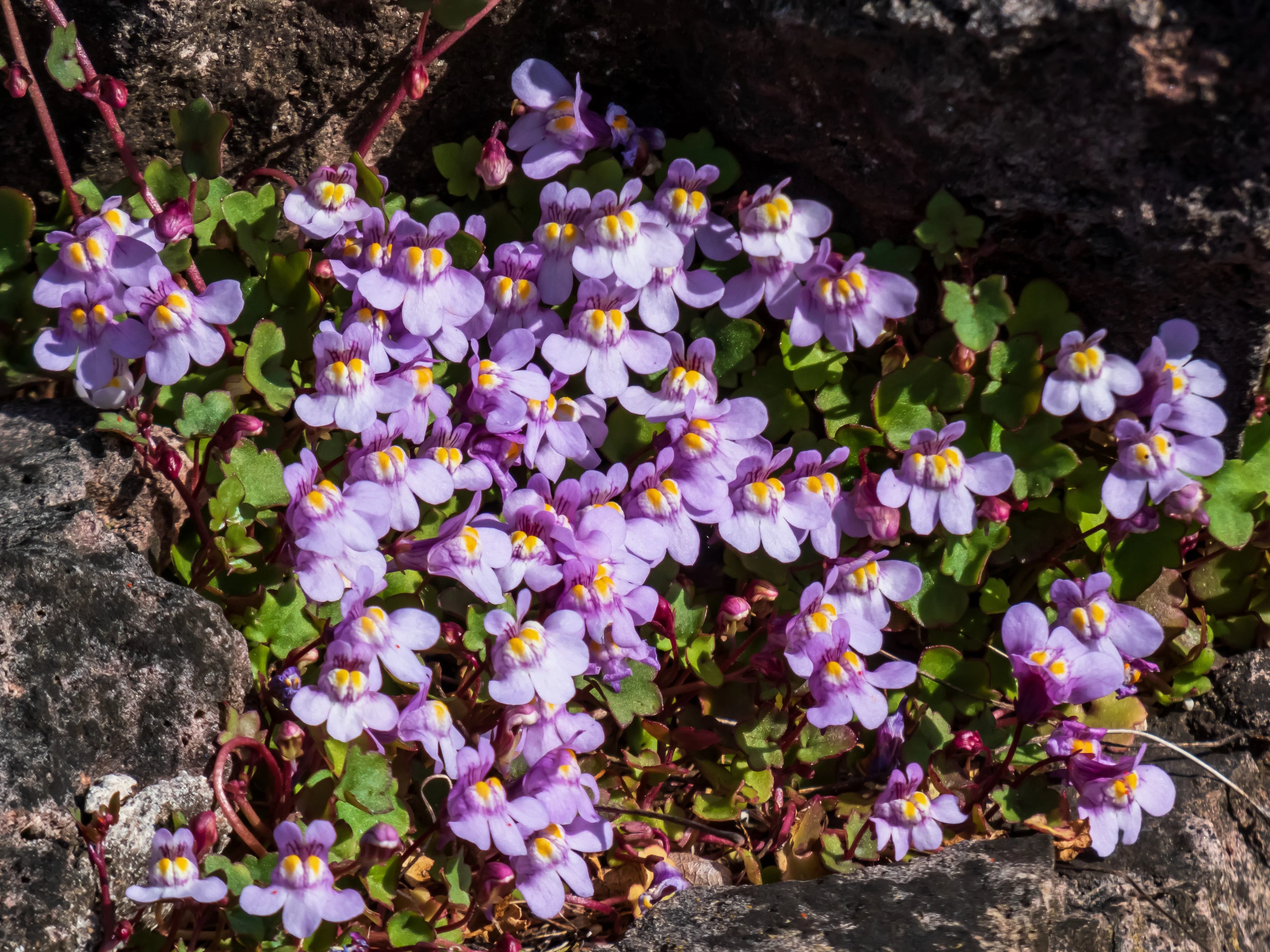 100 KENILWORTH IVY (Ivy-Leaved Toadflax) Cymbalaria Muralis Vine Flower Seeds - Image 2