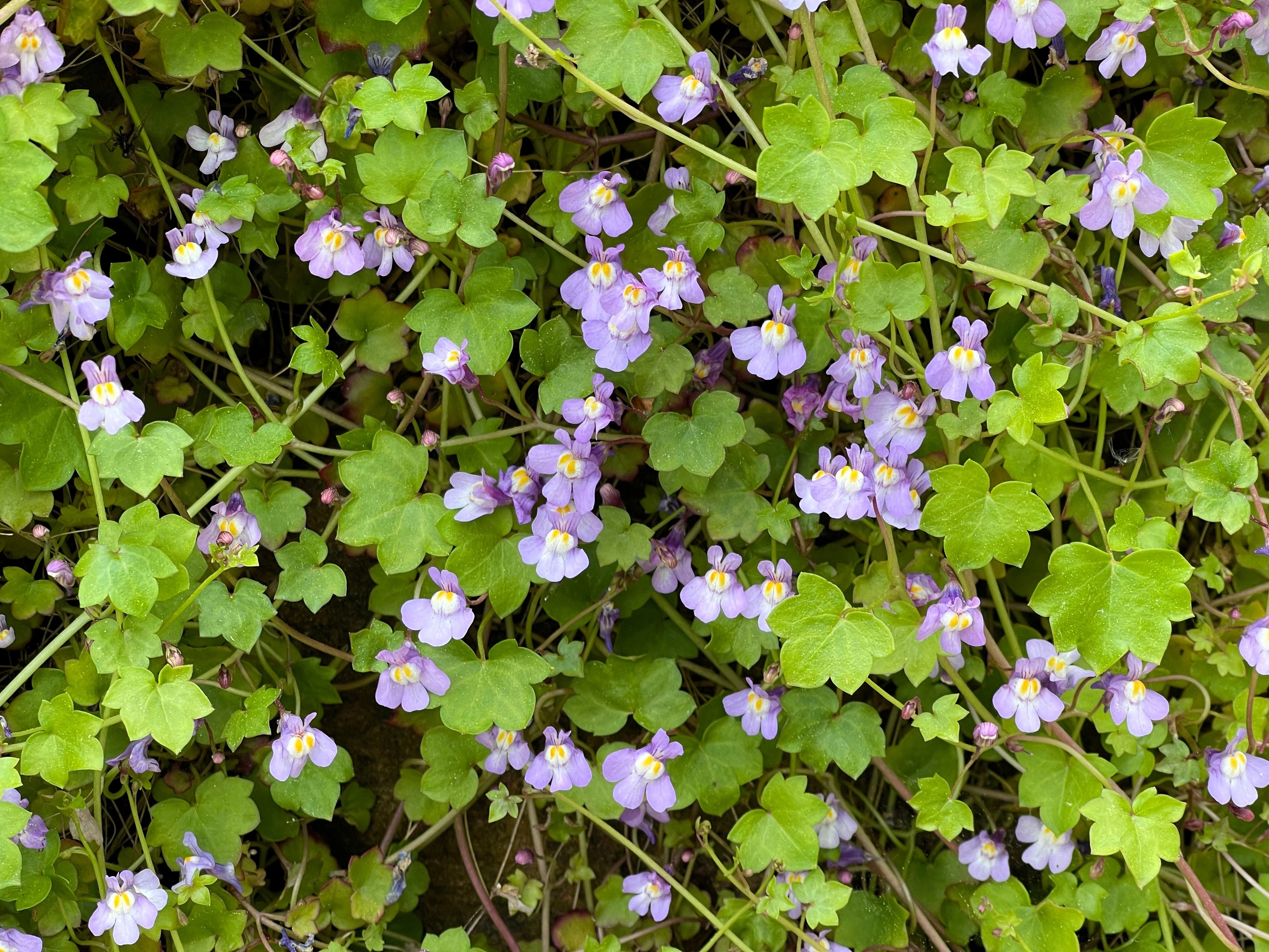 100 KENILWORTH IVY (Ivy-Leaved Toadflax) Cymbalaria Muralis Vine Flower Seeds - Image 3