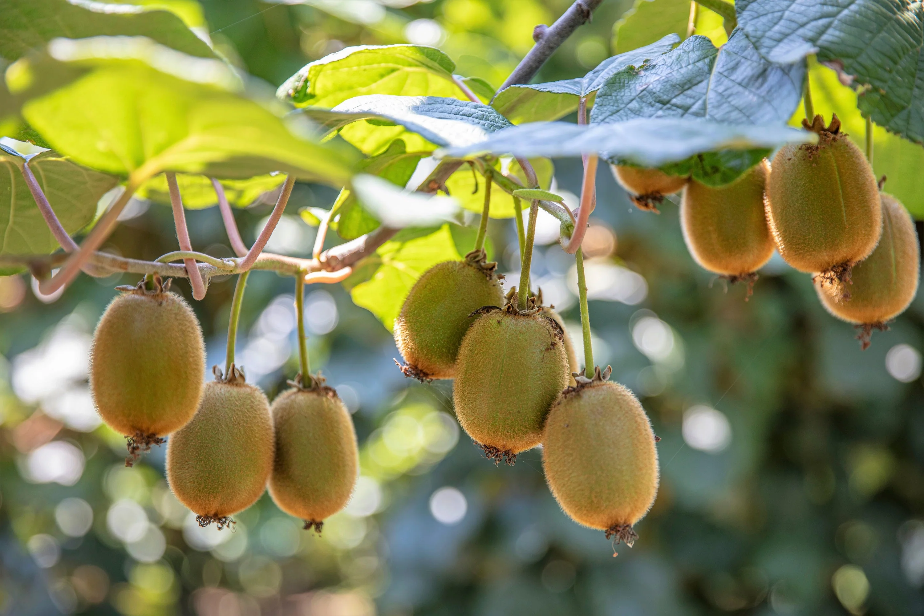 100 KIWI FRUIT Kiwi Actinidia Vine Seeds (Kiwifruit / Hardy Kiwi / Tara Vine / Yang Tao / Chinese Gooseberry / Chinese Strawberry) - Image 6