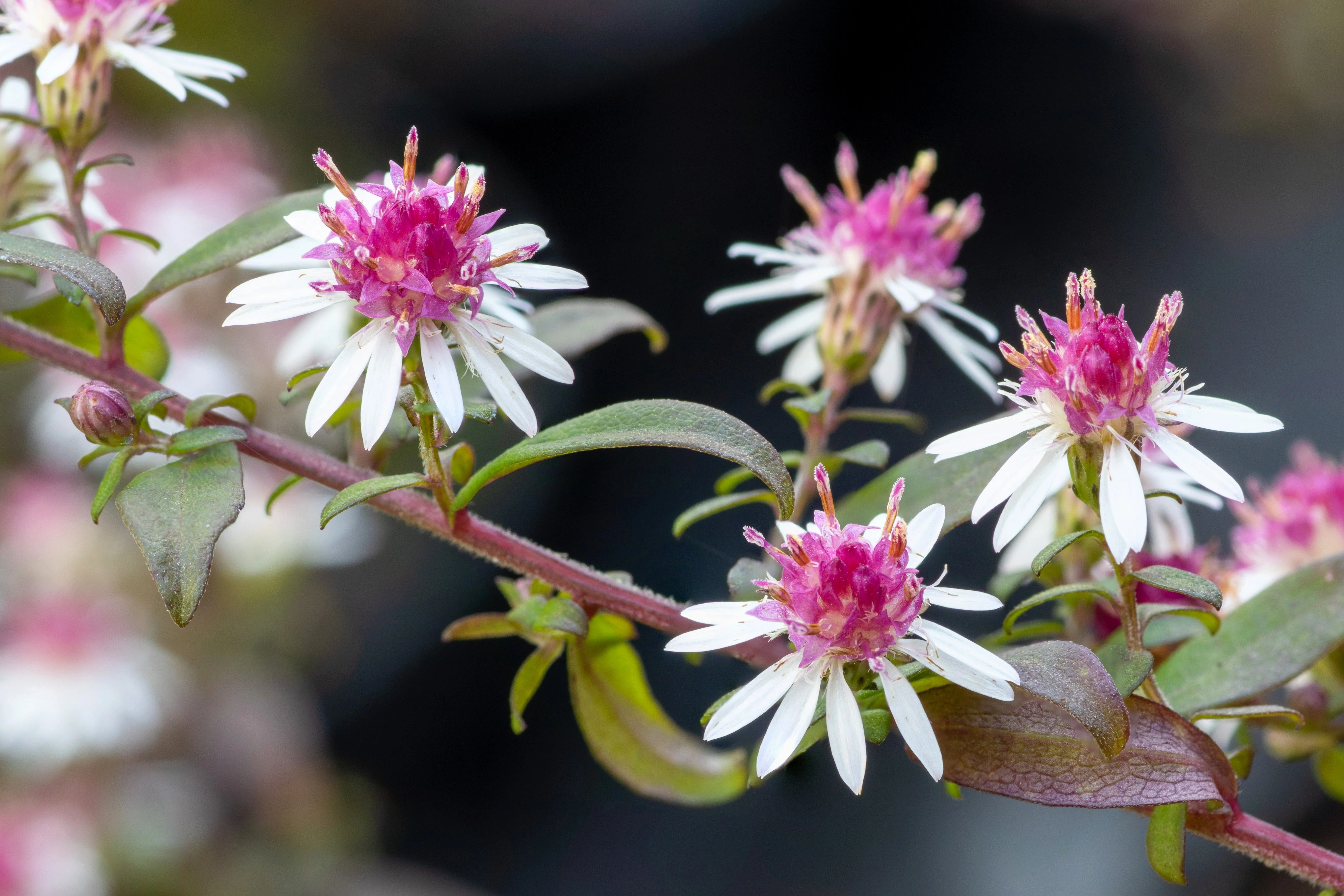 100 LADY In BLACK Calico ASTER Aster Lateriflorus Flower Seeds - Image 5