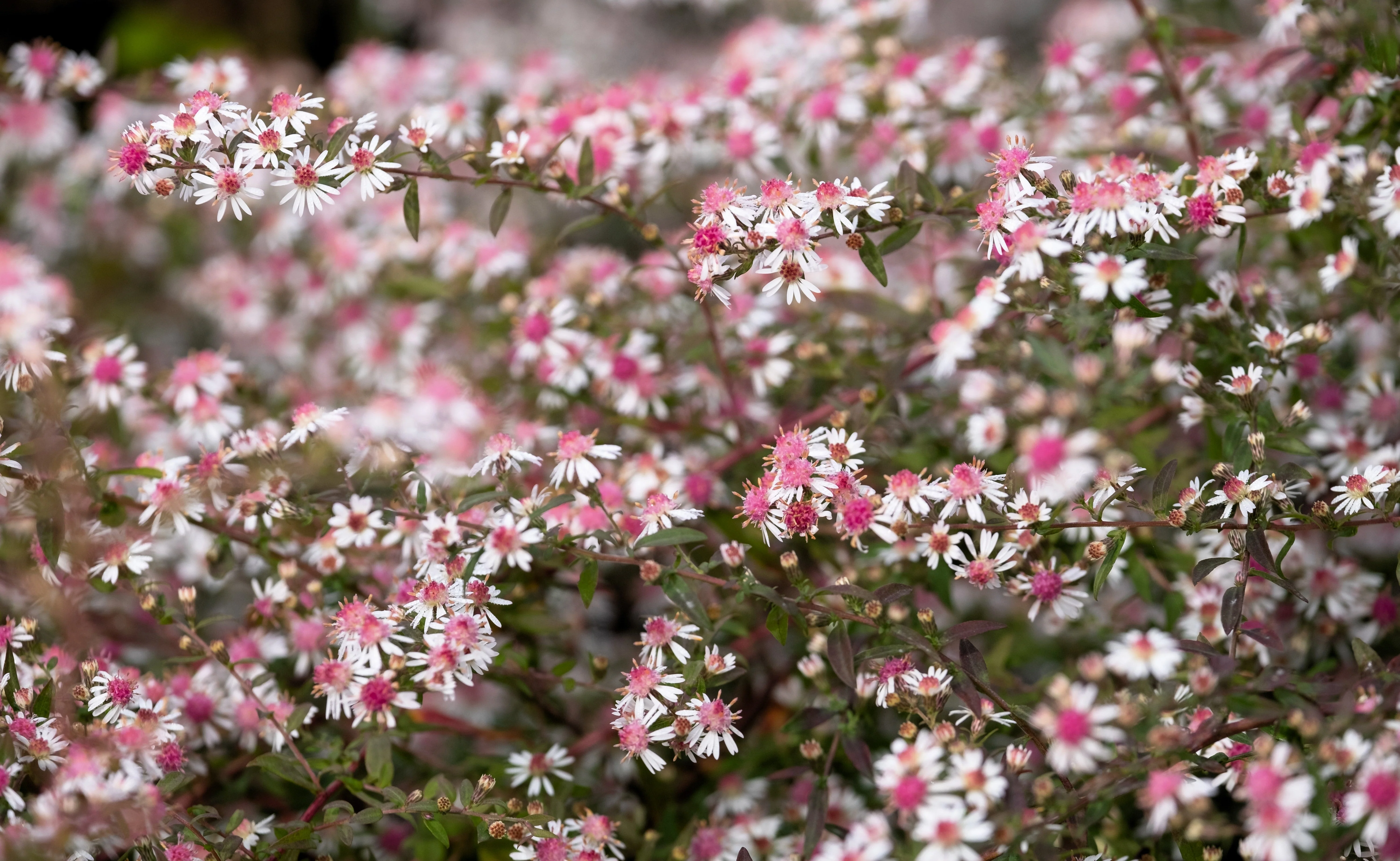 100 LADY In BLACK Calico ASTER Aster Lateriflorus Flower Seeds - Image 9