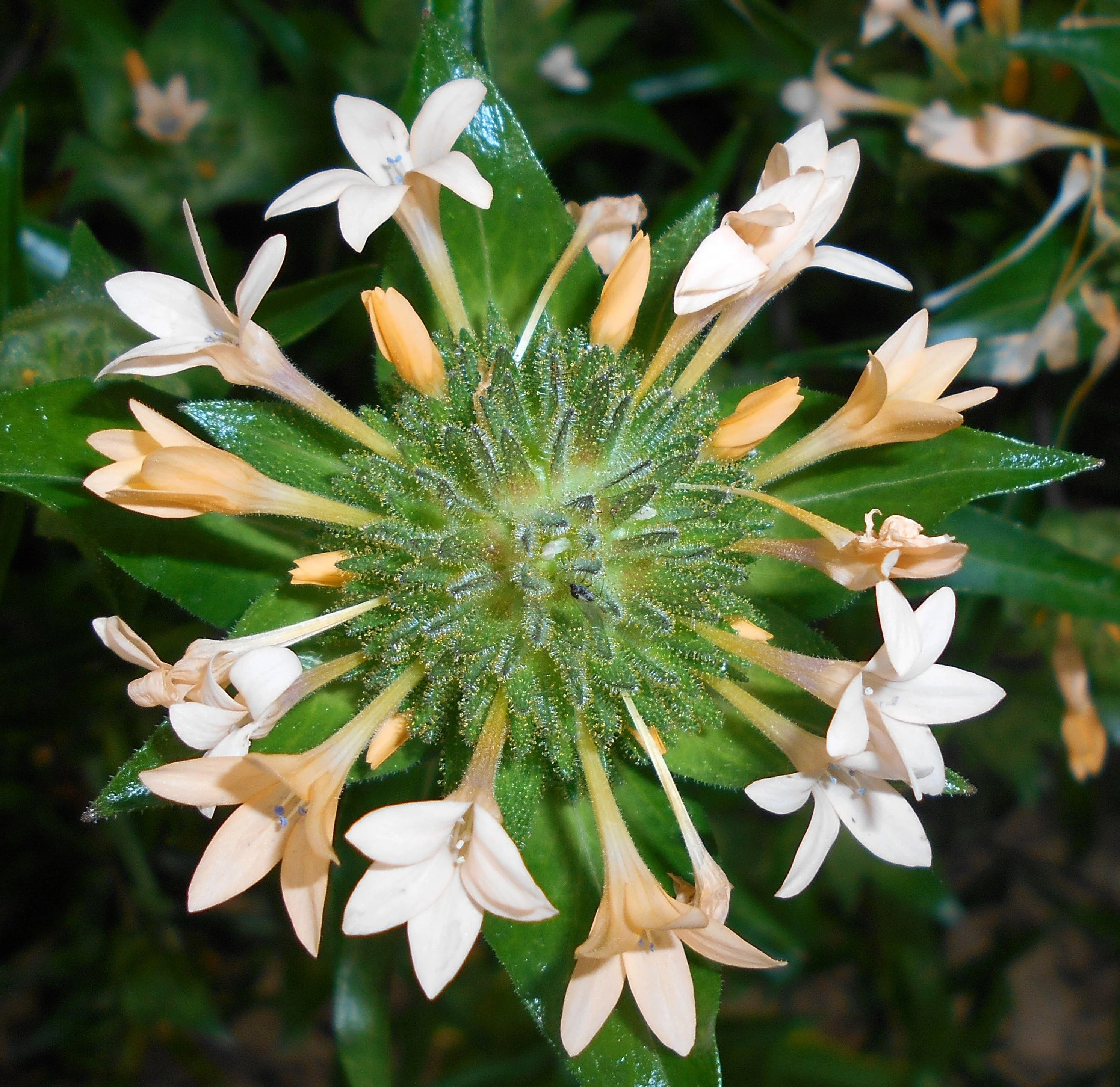 100 LARGE FLOWERED PHLOX Collomia Grandiflora Flower Seeds - Image 2