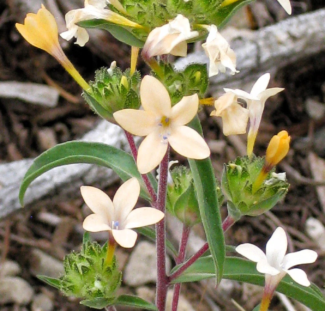 100 LARGE FLOWERED PHLOX Collomia Grandiflora Flower Seeds - Image 3