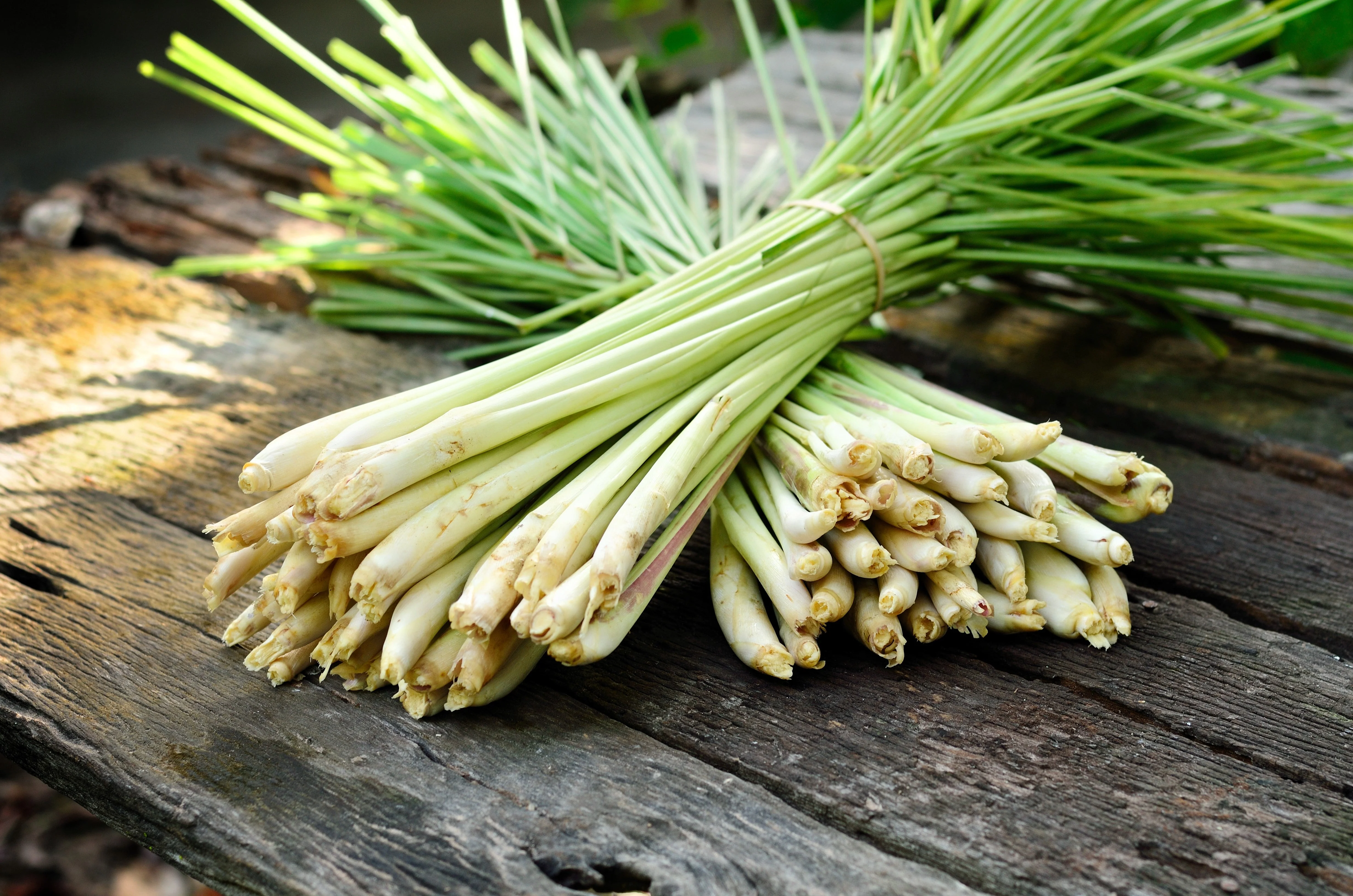 100 LEMONGRASS East Indian Lemon Grass Fragrant Ornamental Edible Cymbopogon Flexuosus Seeds - Image 2