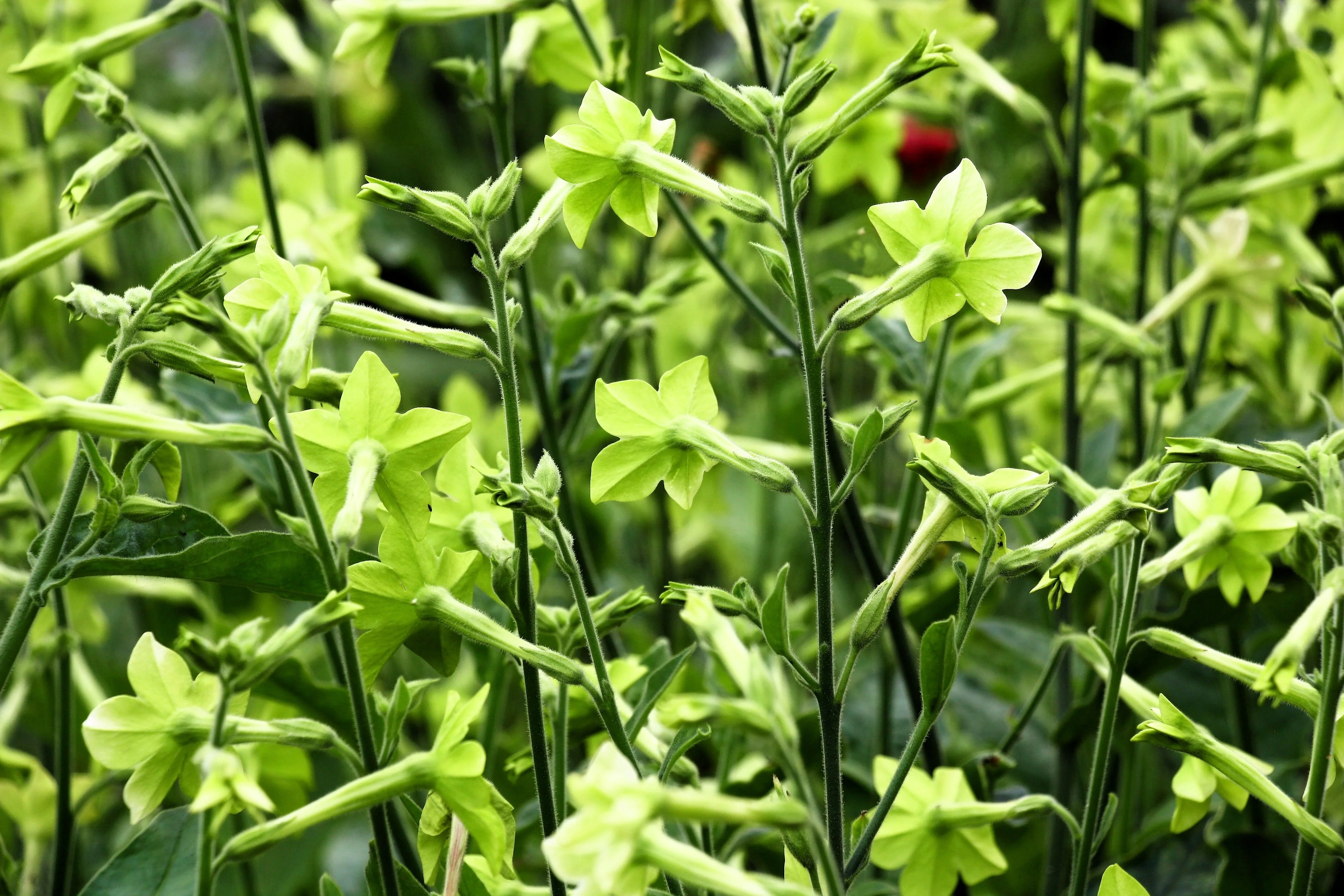 100 LIME GREEN NICOTIANA Alata Flowering Tobacco Seeds - Image 6