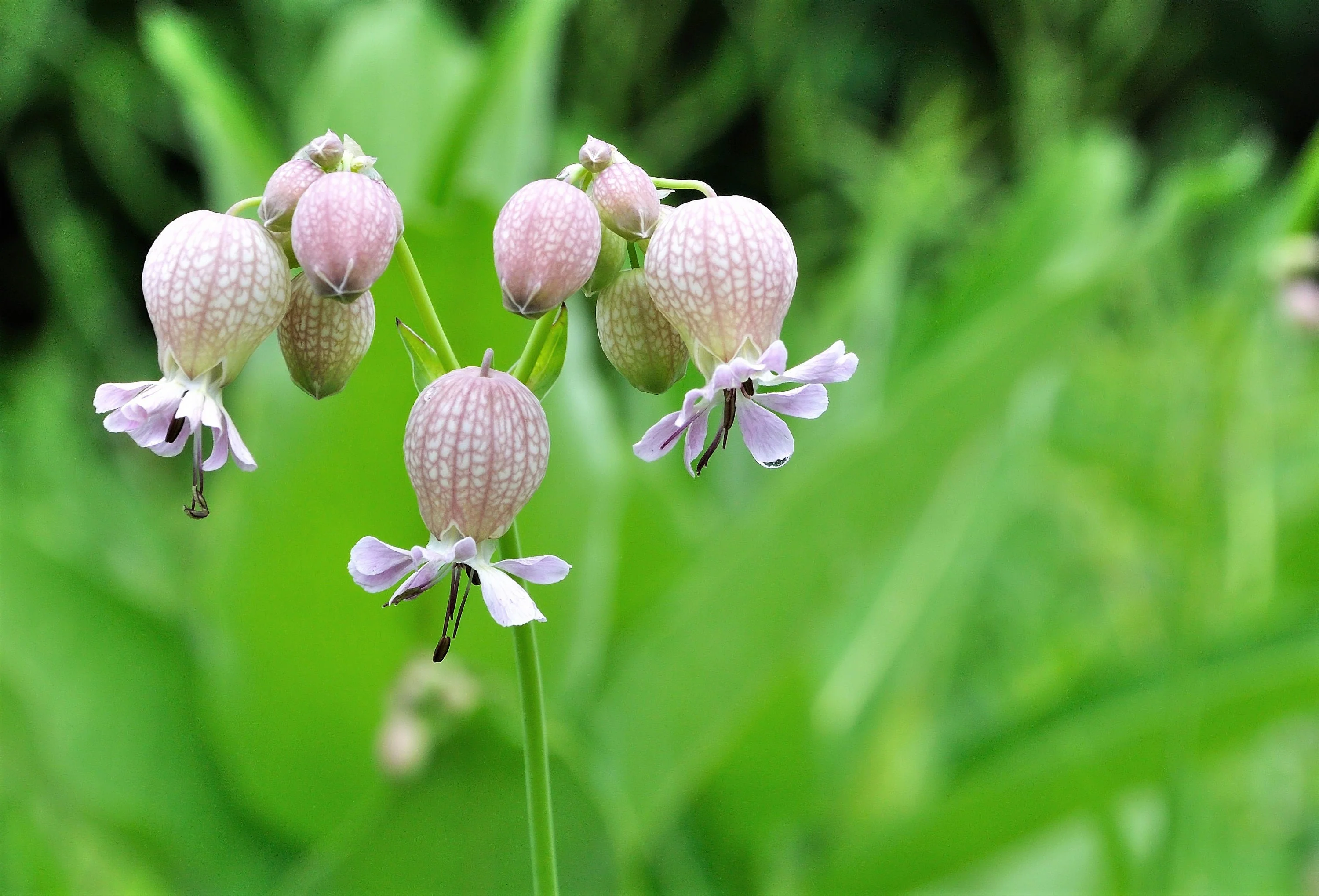 100 MAIDENSTEARS Silene Vulgaris aka Bladder Campion Maidens Tears Pink & White Flower Seeds - Image 8