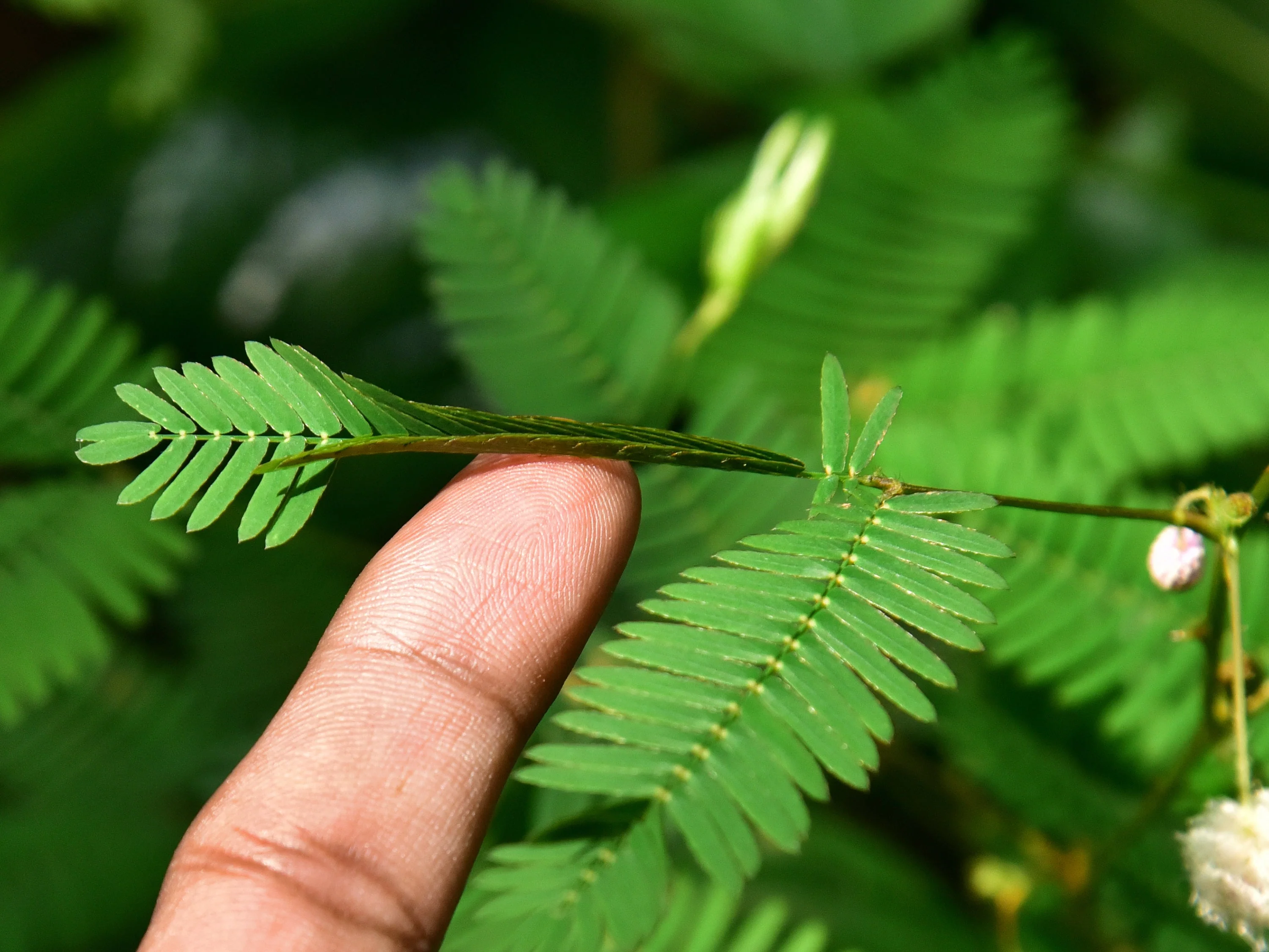 100 MIMOSA Pudica / SENSITIVE PLANT / Touch Me Not Flower Seeds - Image 4