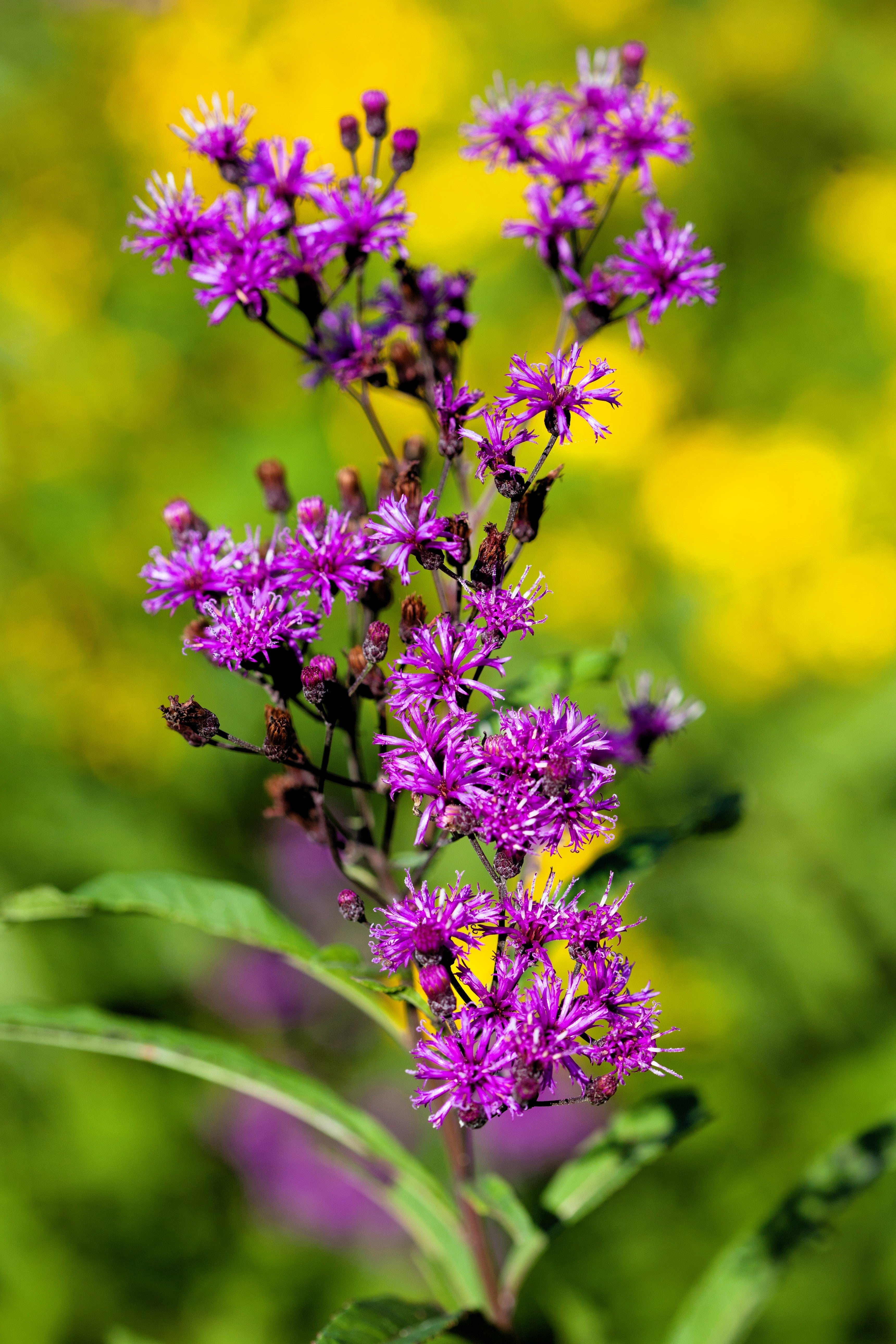 100 MISSOURI IRONWEED Monarch Flower Native Purple Vernonia Missurica Seeds - Image 9