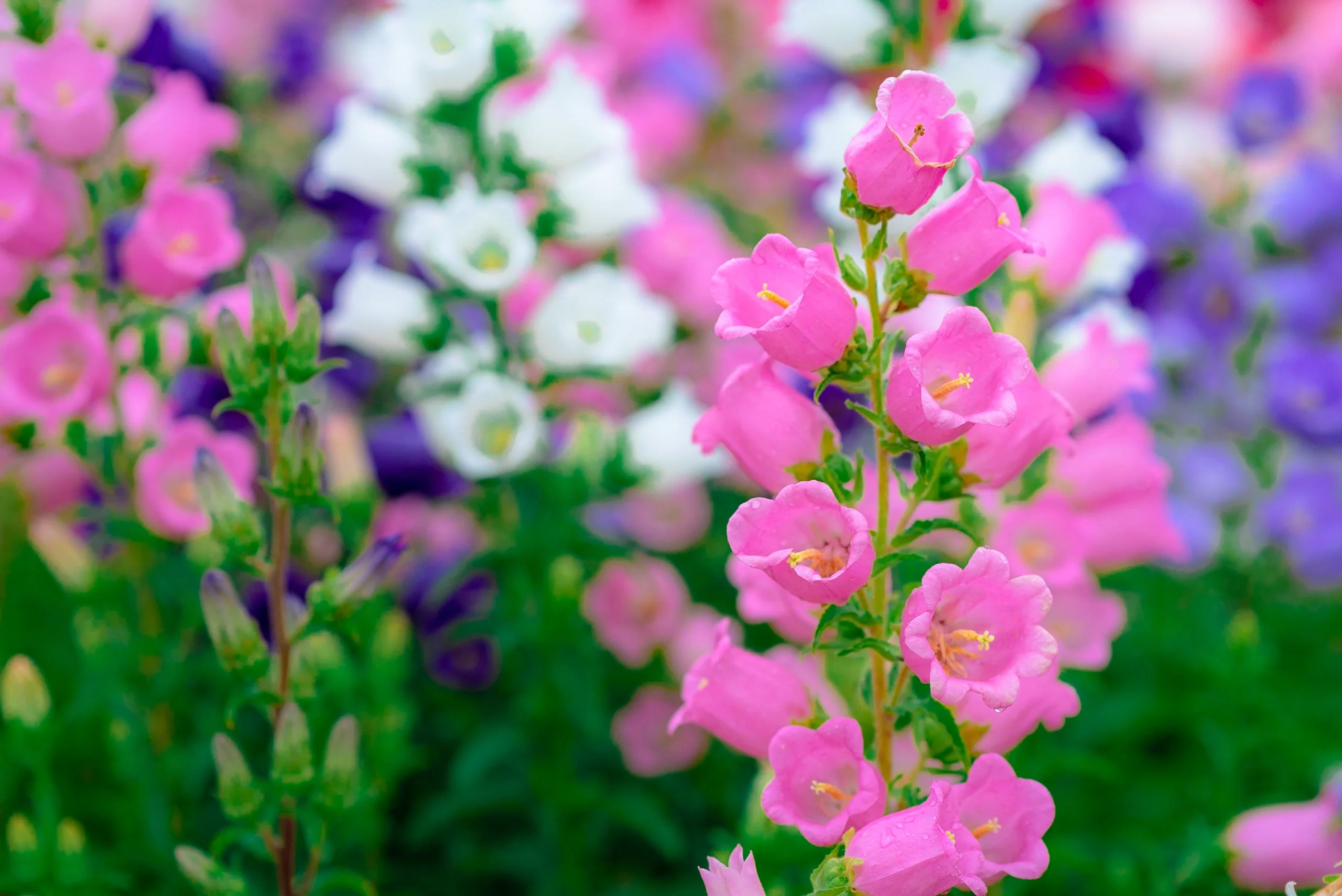 100 MIXED CANTERBURY BELLS - Crown Mix Campanula Medium Flower Seeds - Image 3