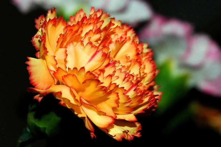 100 Mixed CARNATION / DOUBLE DIANTHUS Chinensis Flower Seeds - Image 10