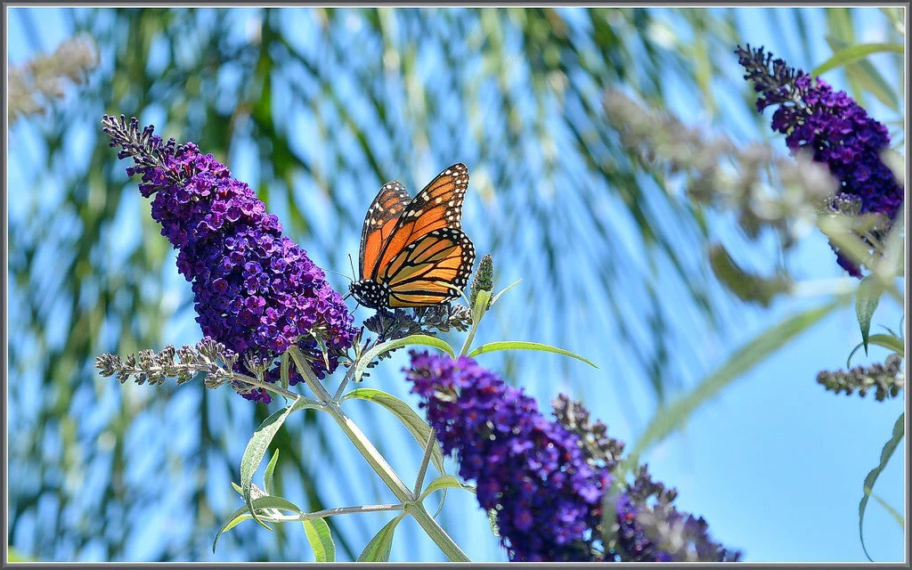 100 MIXED Colors BUTTERFLY BUSH Buddleja Davidii Flower Shrub Seeds - Image 3