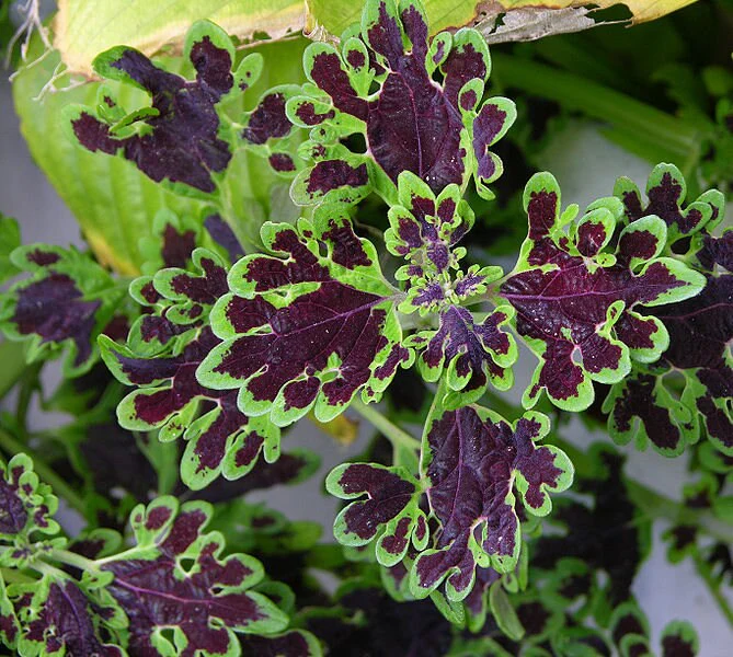 100 Mixed Colors COLEUS RAINBOW MIX Shade Houseplant Solenostemon Flower Seeds - Image 3