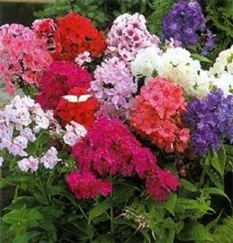 100 Mixed Colors DRUMMOND PHLOX MIX Pink, Red, & White Phlox Drummondii Flower Seeds - Image 2