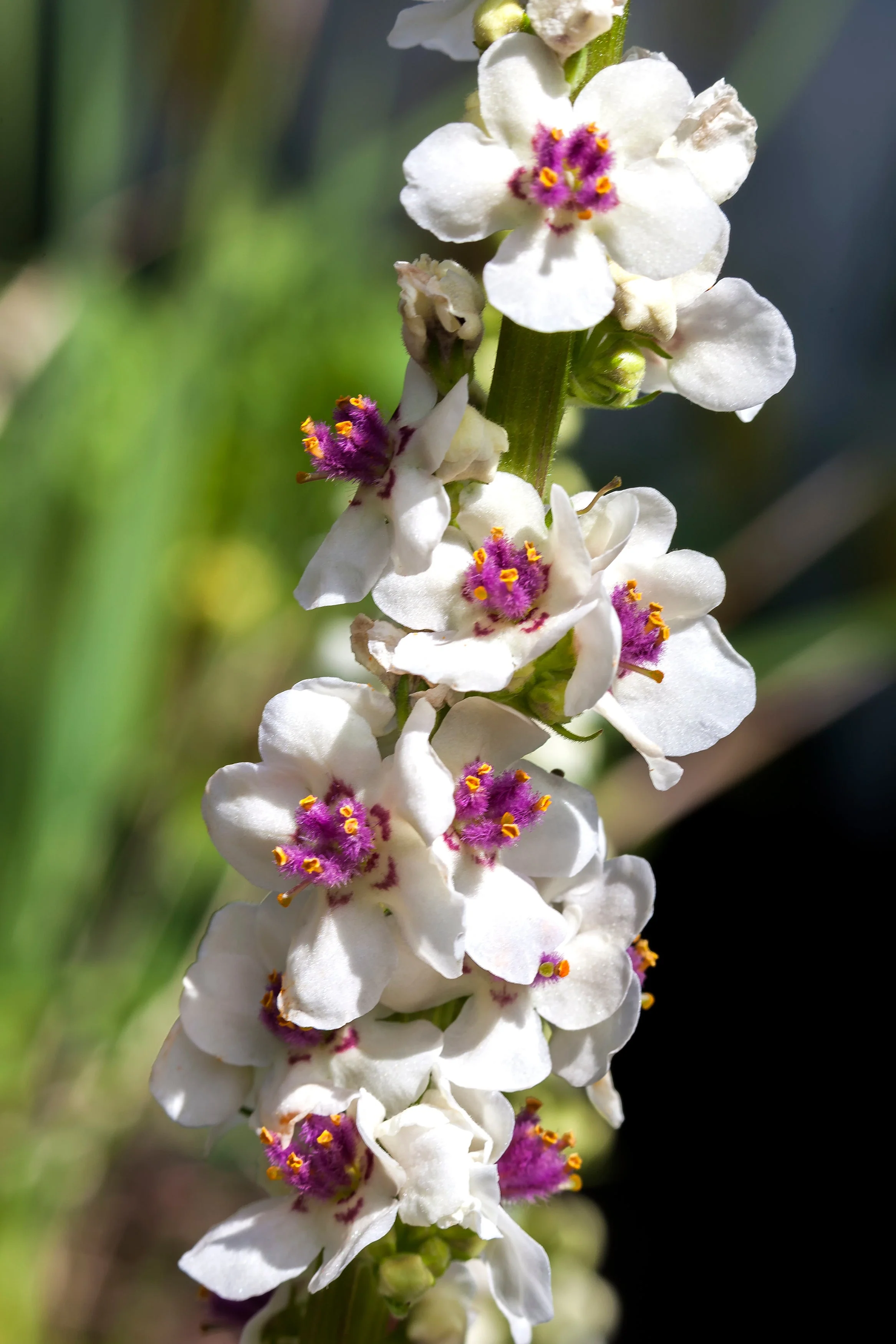 100 MIXED COLORS VERBASCUM Verbascum Phoeniceum Flower Seeds - Image 12
