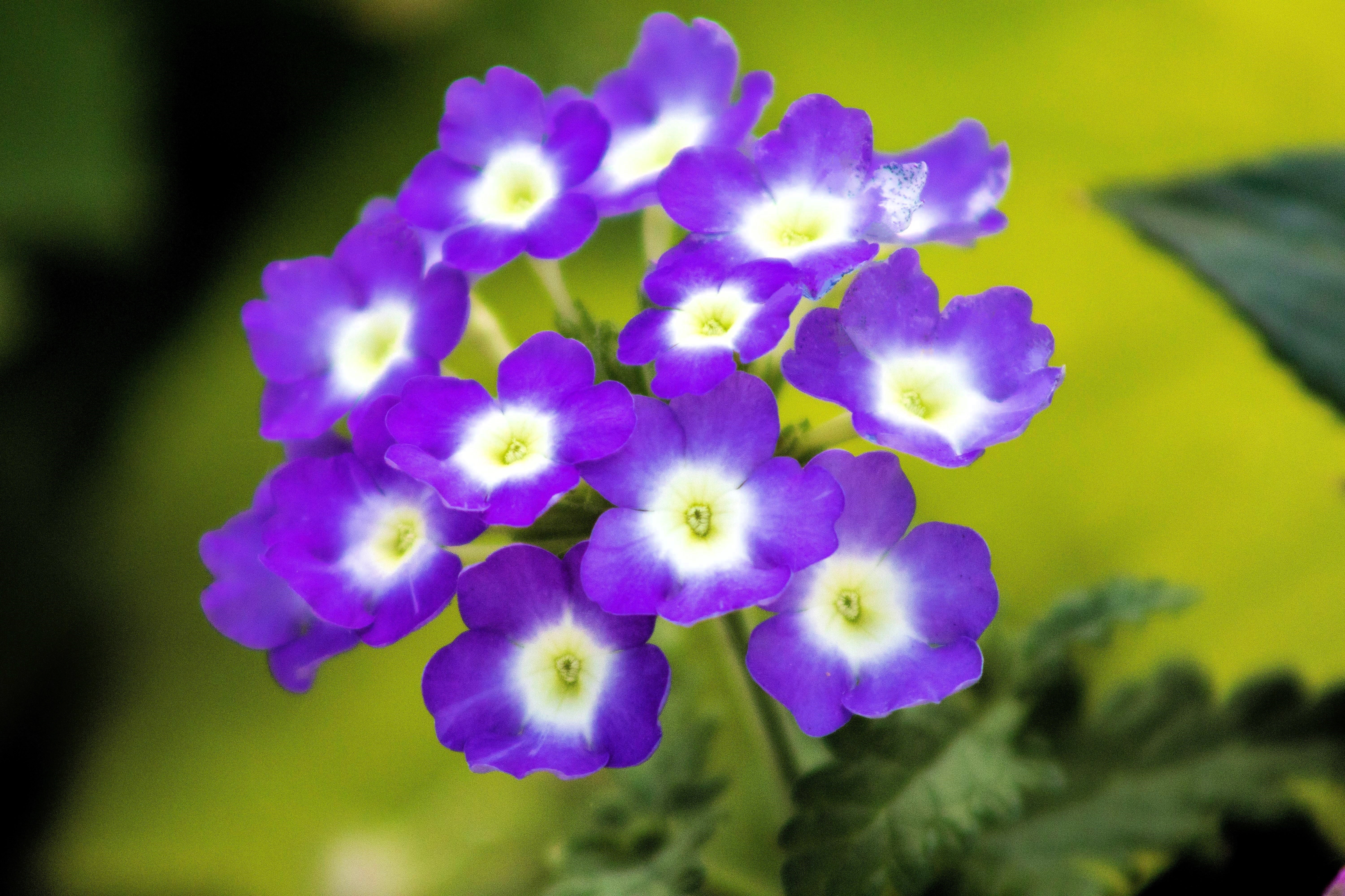 100 MIXED COLORS VERBENA Hybrida Compacta Flower Seeds - Image 10