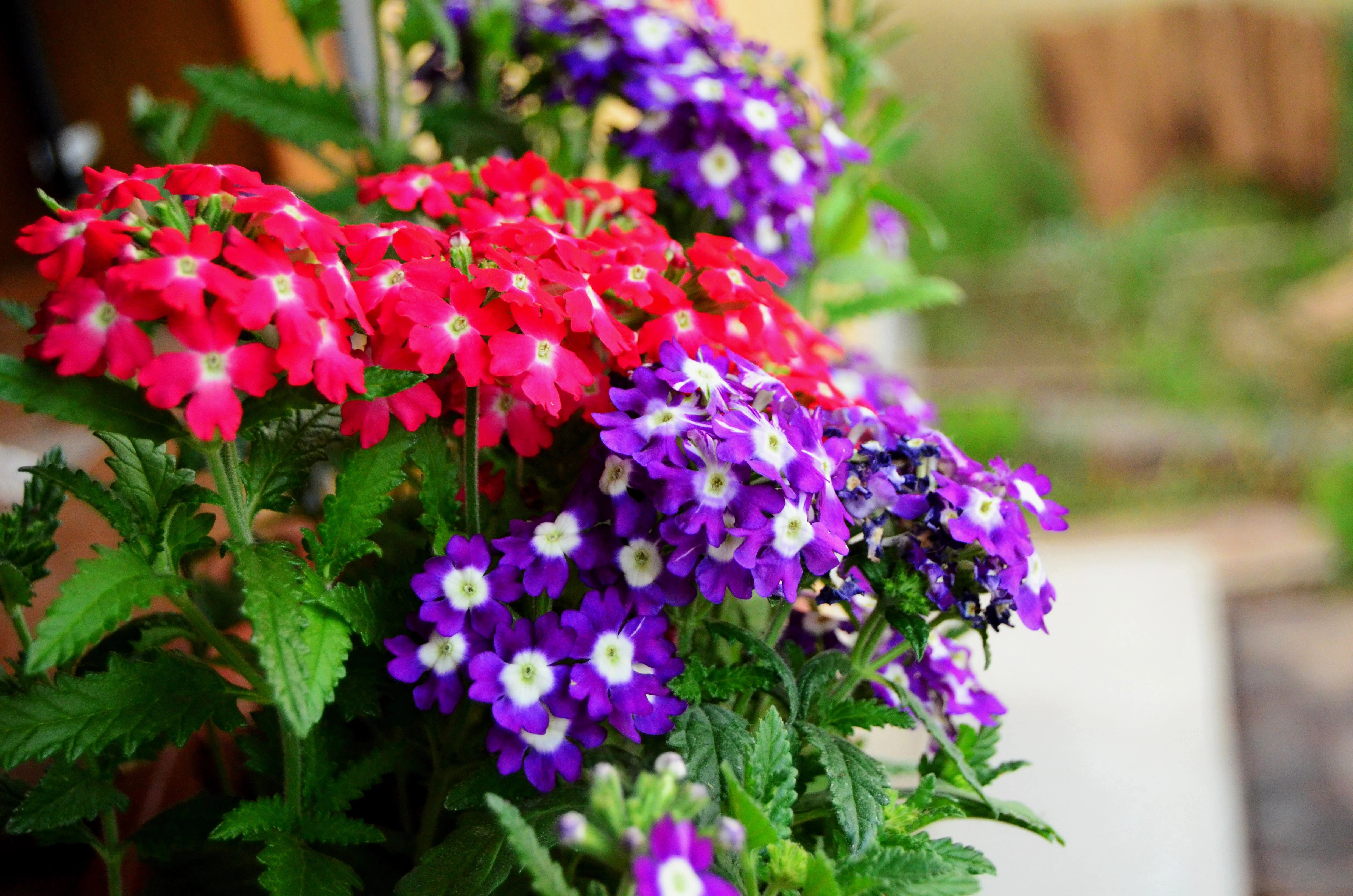 100 MIXED COLORS VERBENA Hybrida Compacta Flower Seeds - Image 2