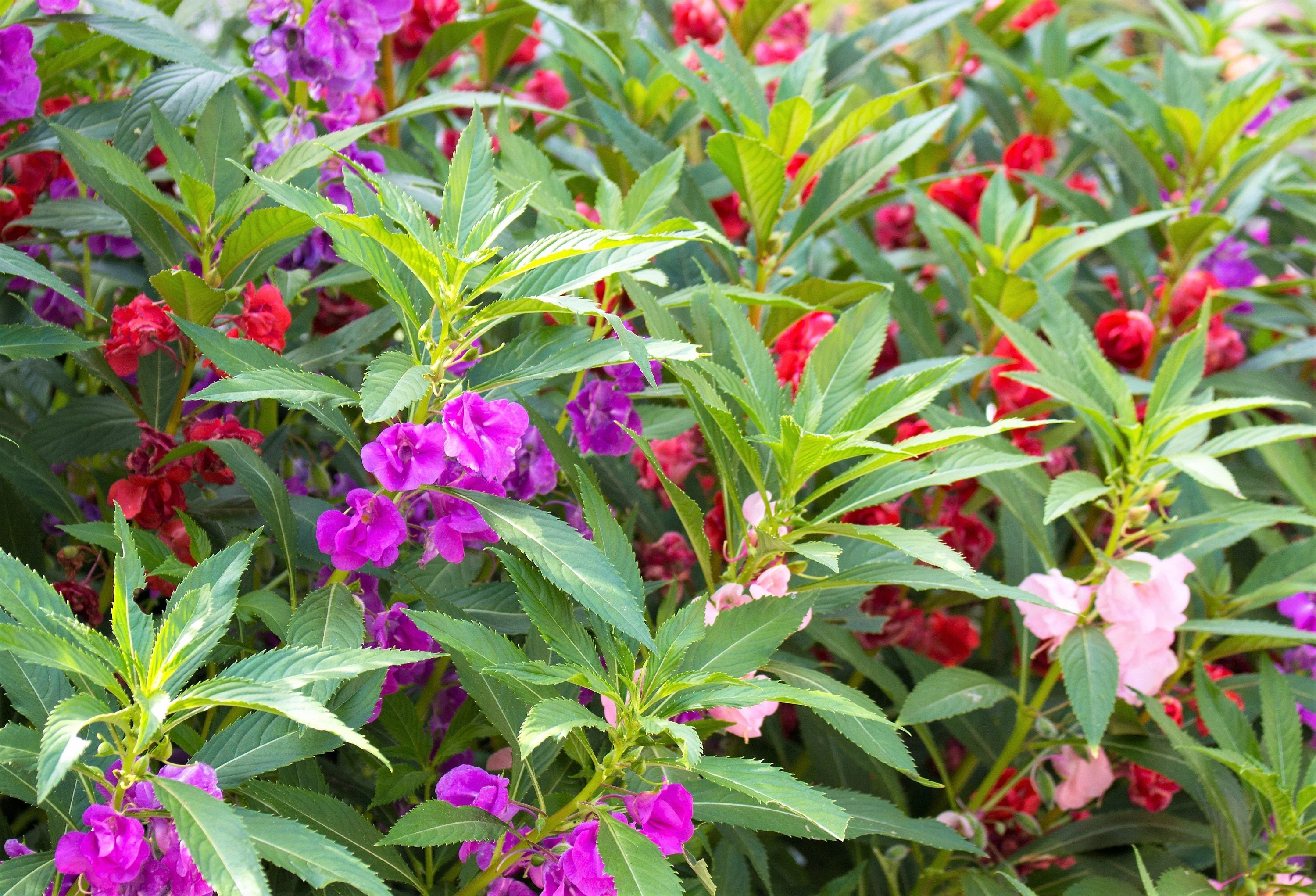 100 Mixed Dwarf TOM THUMB IMPATIENS Balsamina - Sun or Shade - Double Purple, Red, White, Pink, & Orange Flower Seeds - Image 8