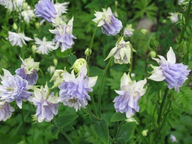 100 MIXED EUROPEAN COLUMBINE Aquilegia Flower Seeds - Image 3