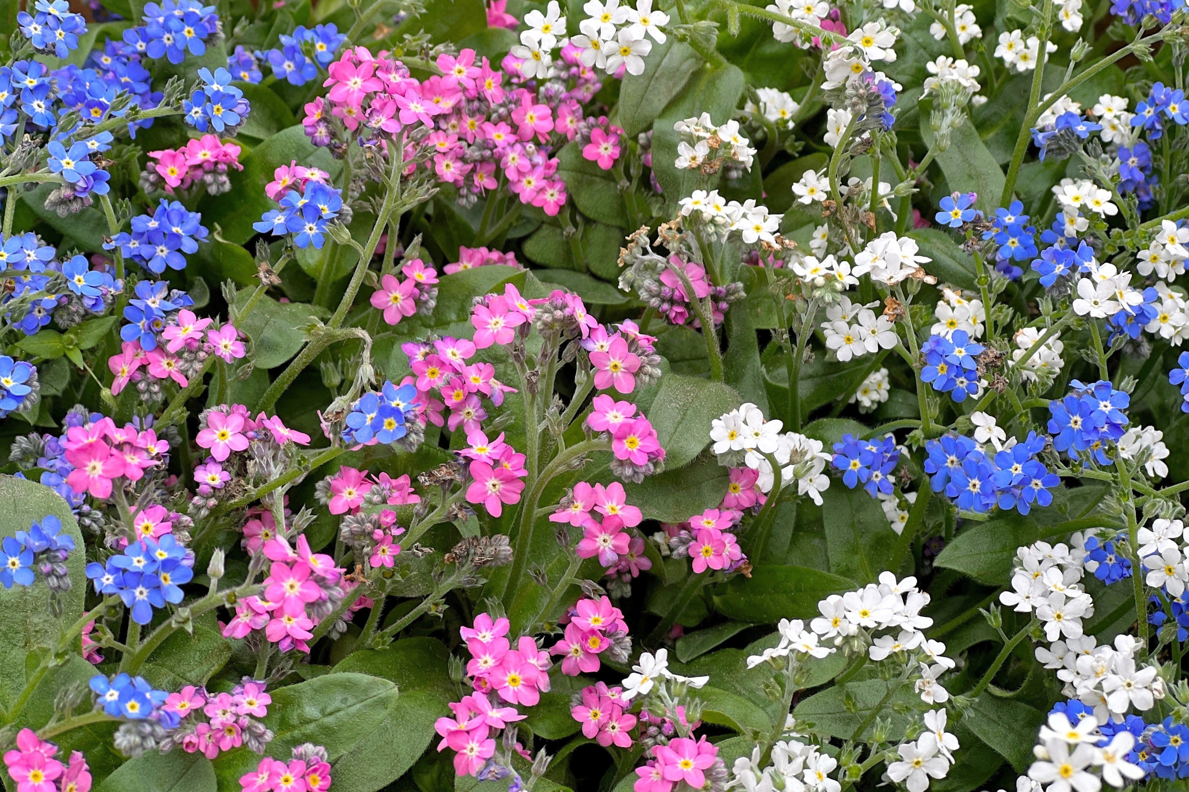 100 Mixed FORGET ME NOT Pink Blue White Mix Myosotis Alpestris Flower Seeds *Flat Shipping - Image 3