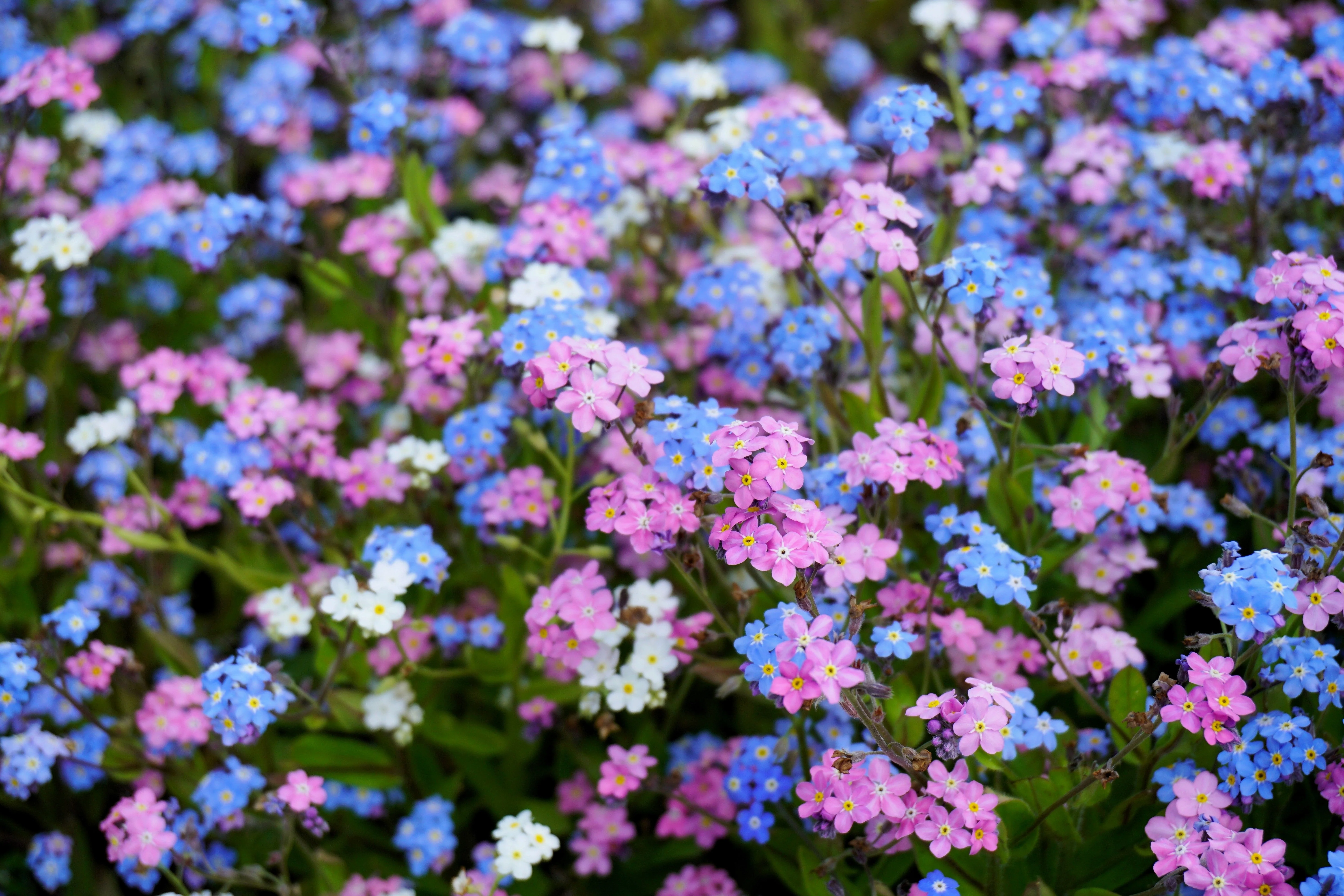 100 Mixed FORGET ME NOT Pink Blue White Mix Myosotis Alpestris Flower Seeds *Flat Shipping - Image 4