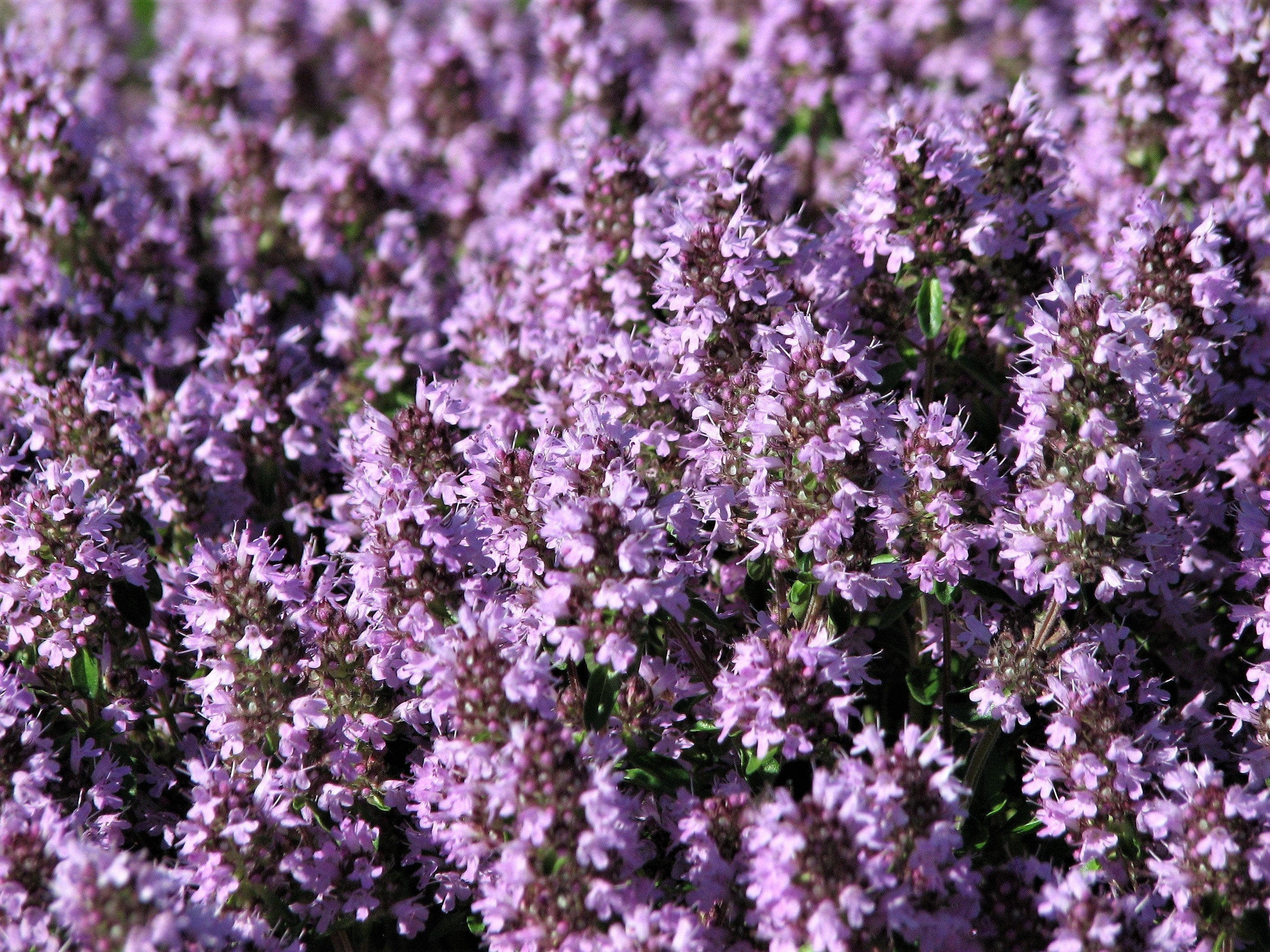100 MOTHER OF THYME aka Lemon Broadleaved Large Thyme Thymus Pulegioides Herb Pink Flower Seeds - Image 7