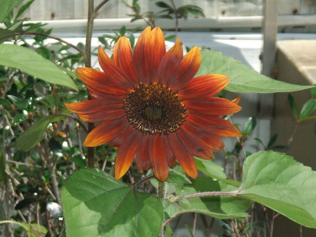 100 Orange EVENING COLORS SUNFLOWER Helianthus Annuus Flower Seeds - Image 4